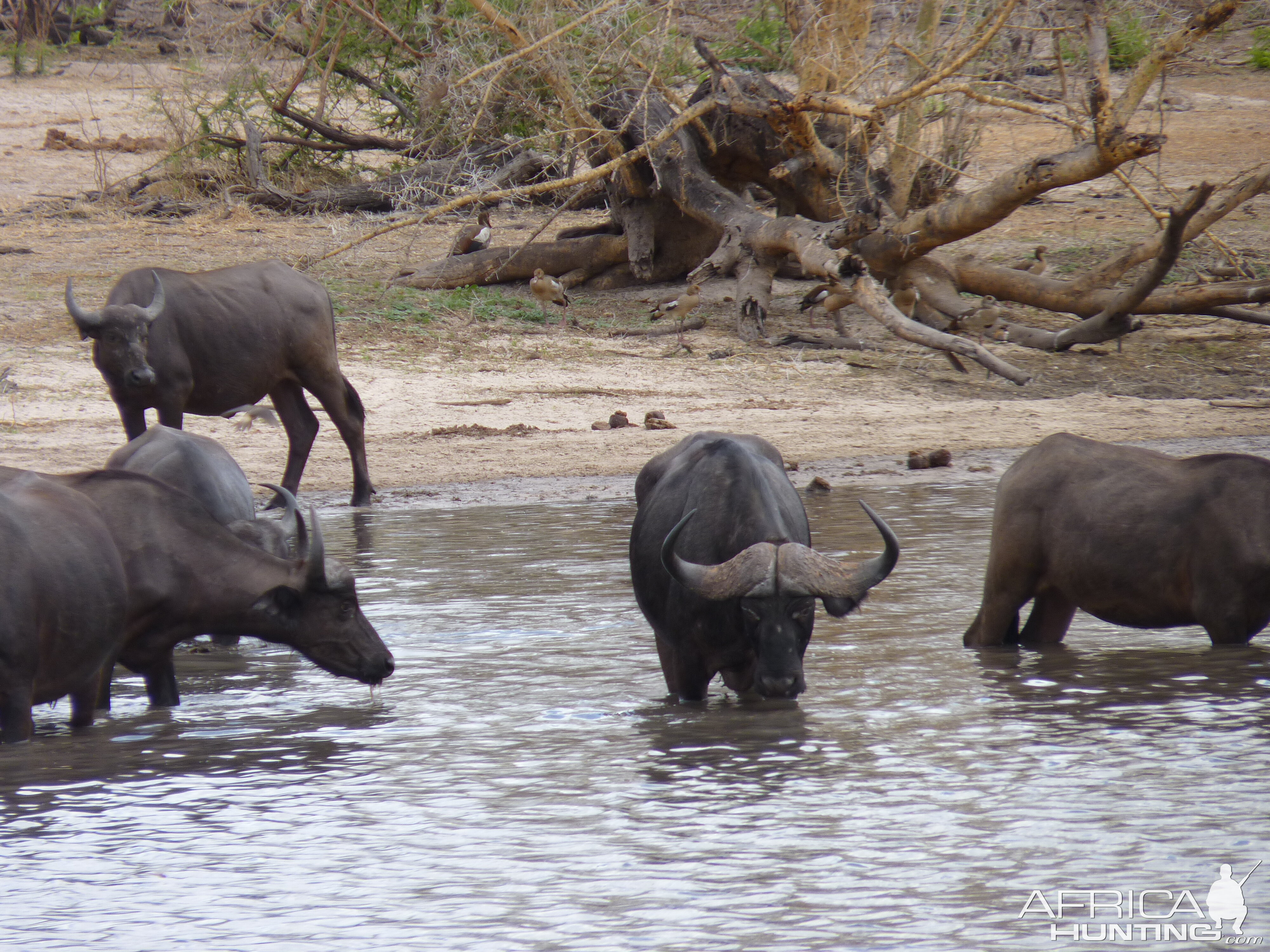 Cape Buffalo in Tanzania