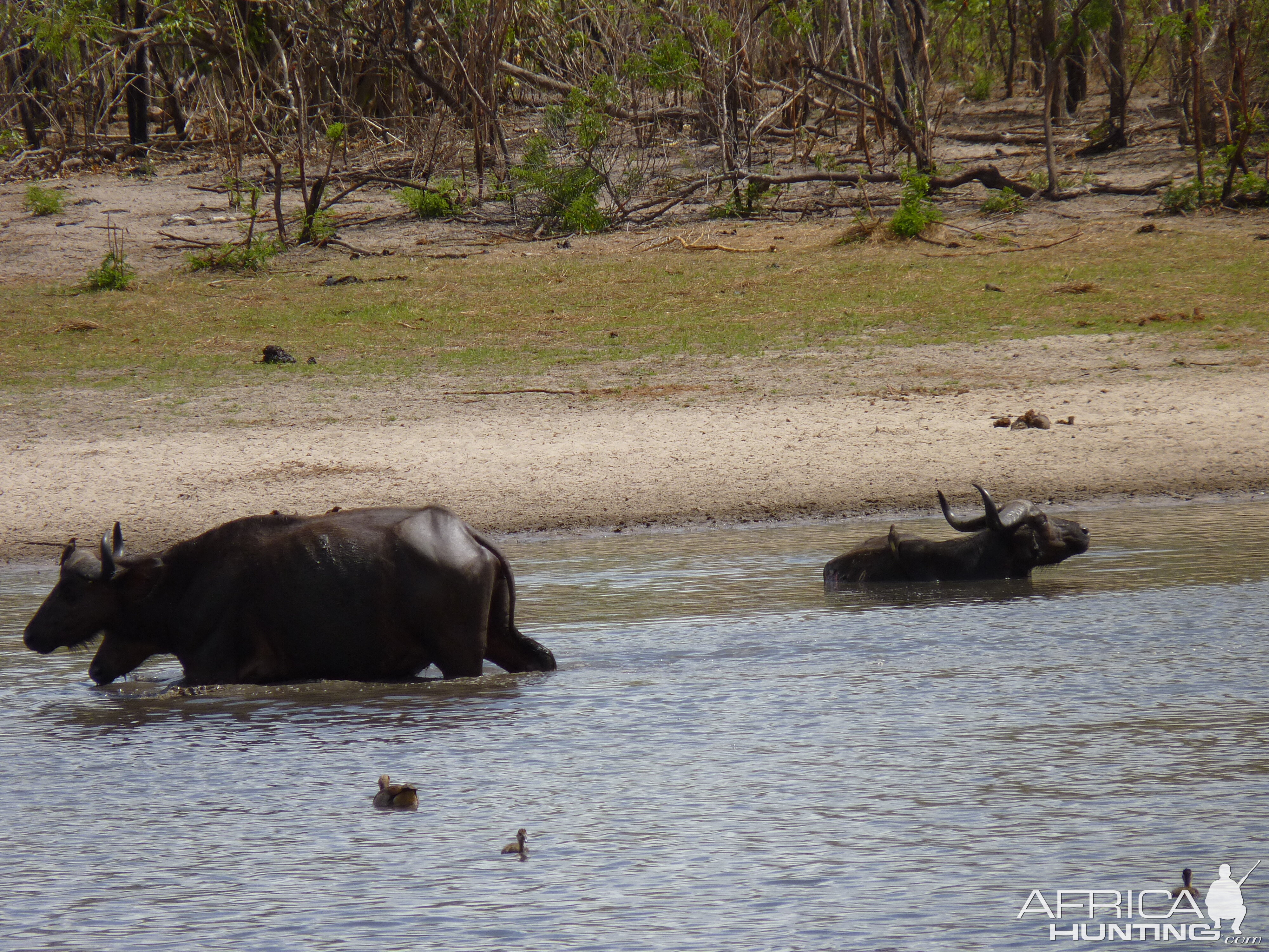 Cape Buffalo in Tanzania