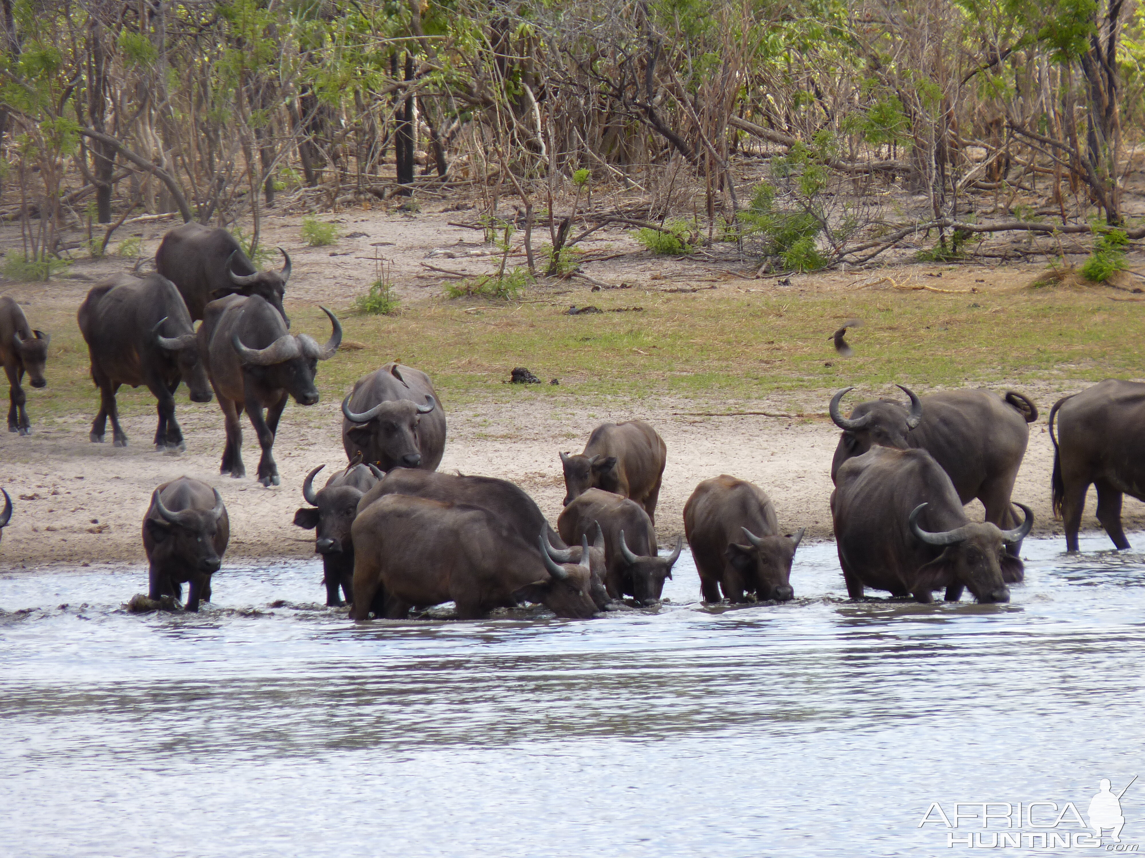 Cape Buffalo in Tanzania