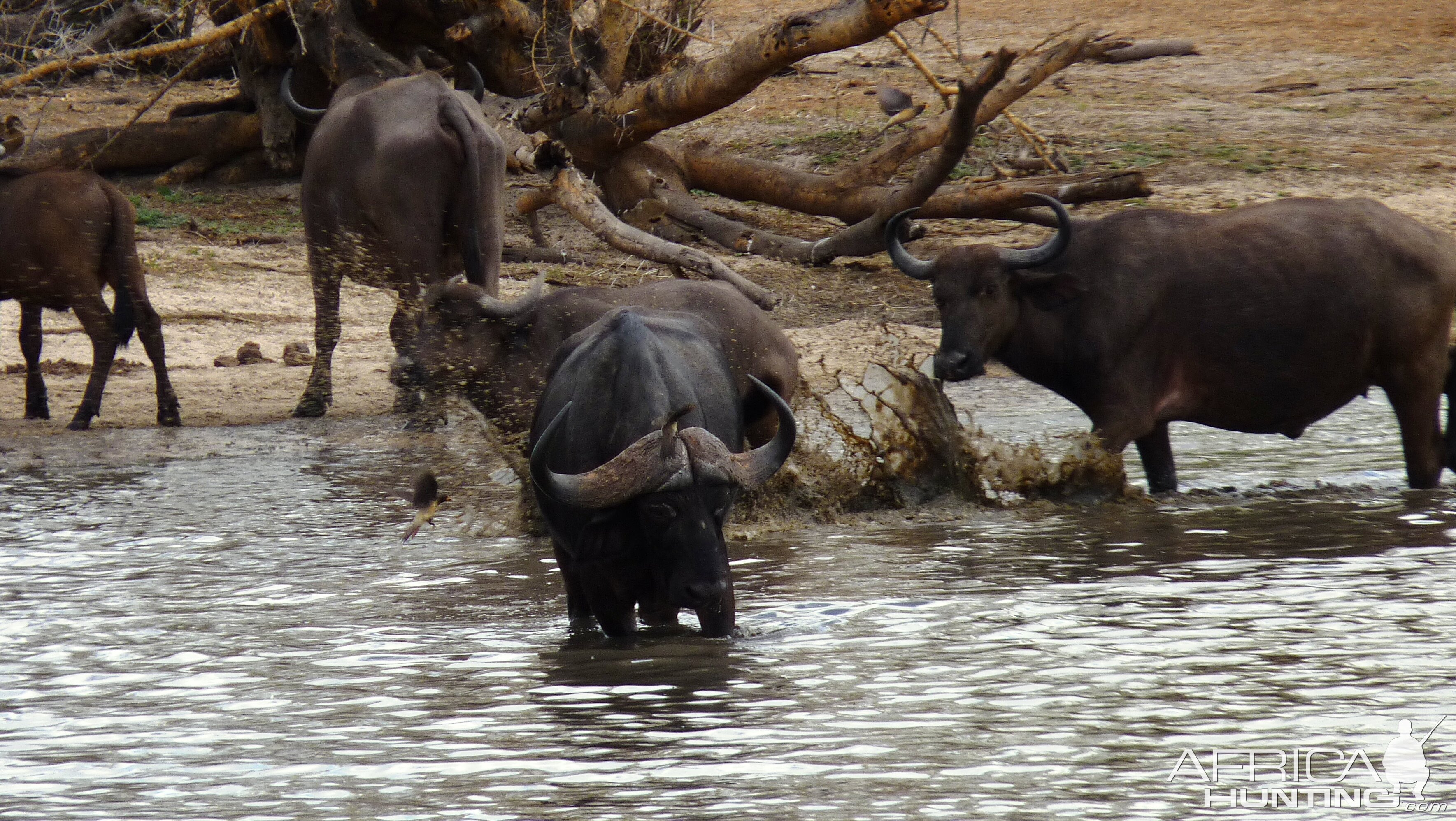 Cape Buffalo in Tanzania