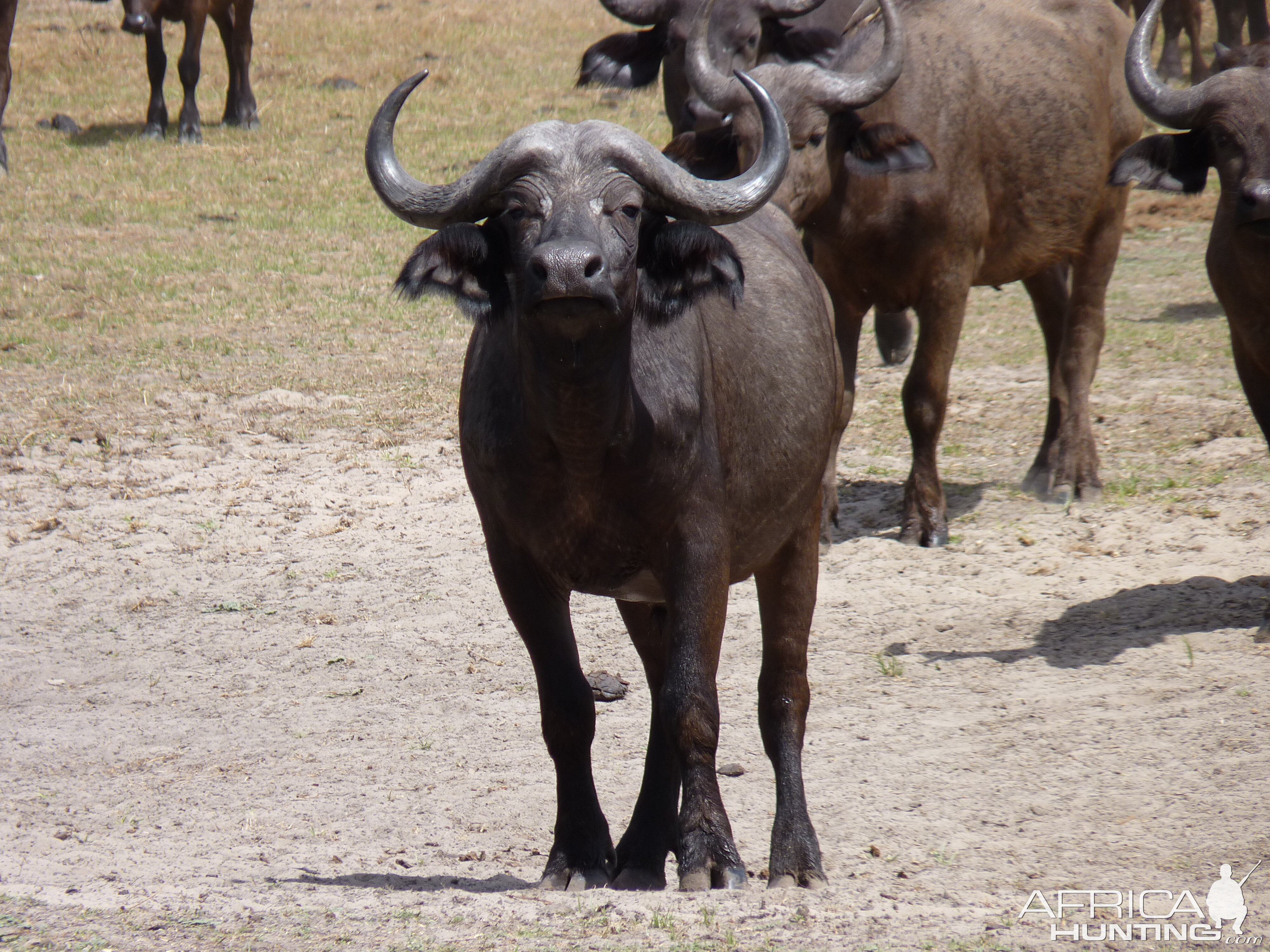 Cape Buffalo in Tanzania