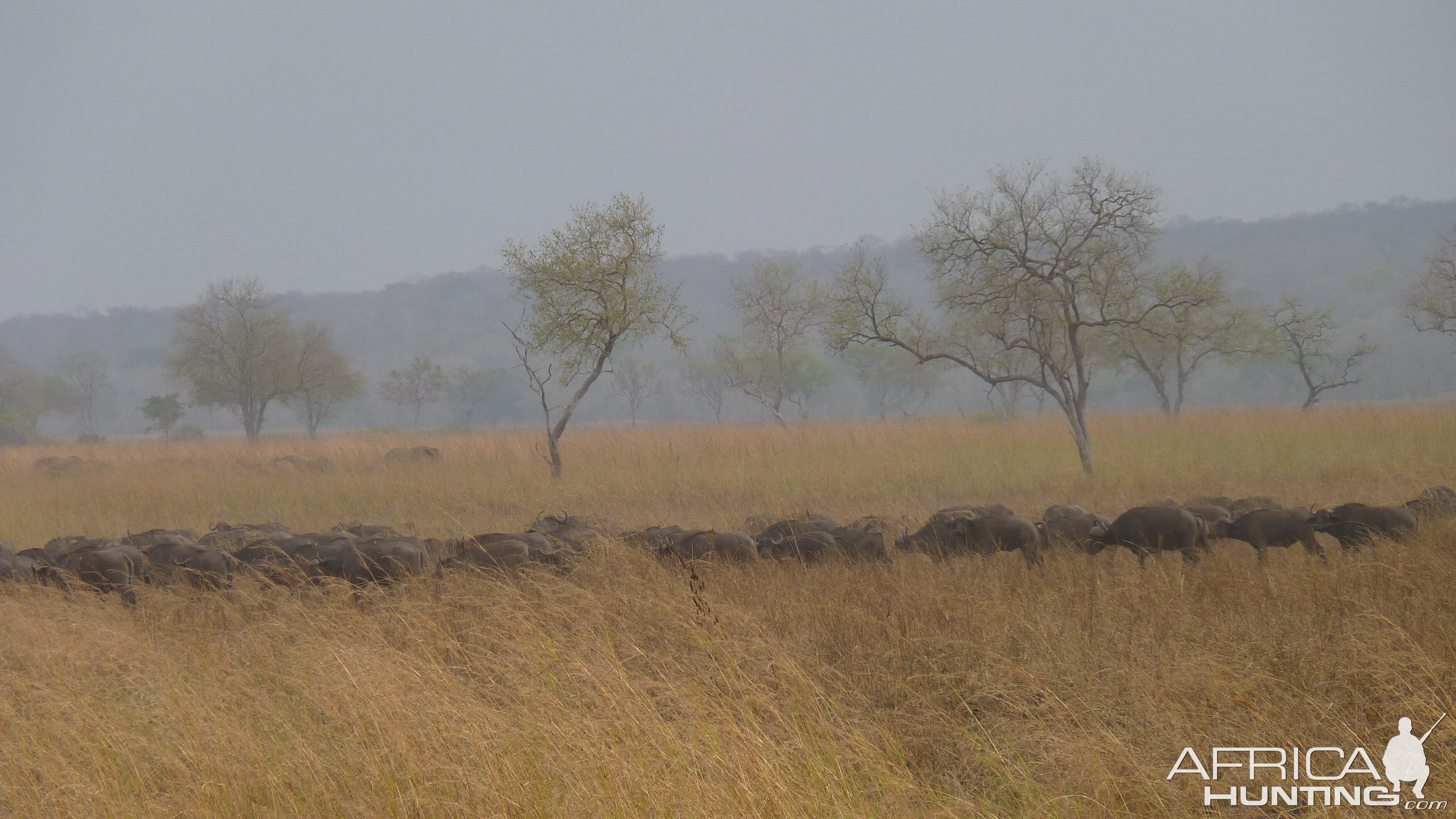 Cape Buffalo in Tanzania