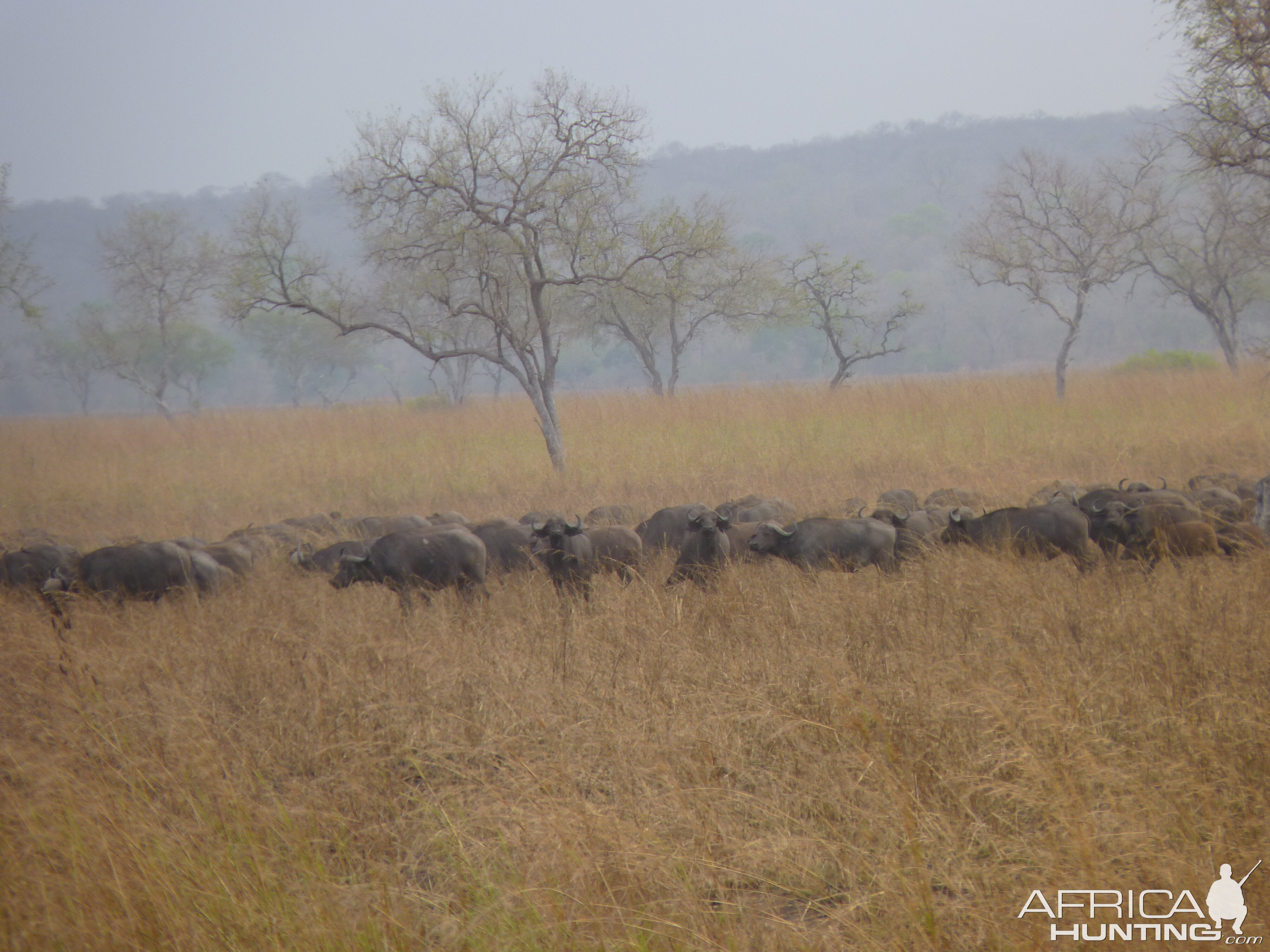 Cape Buffalo in Tanzania