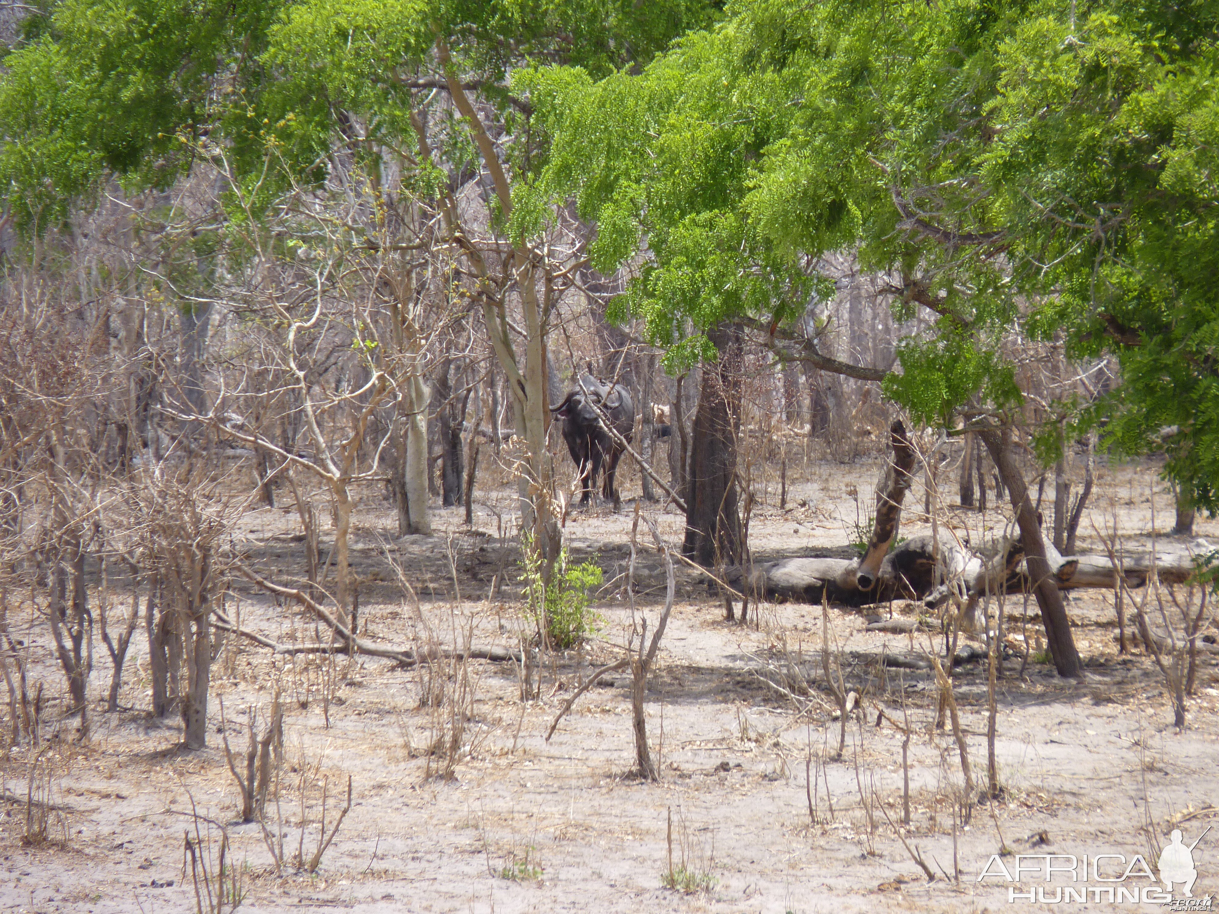 Cape Buffalo in Tanzania