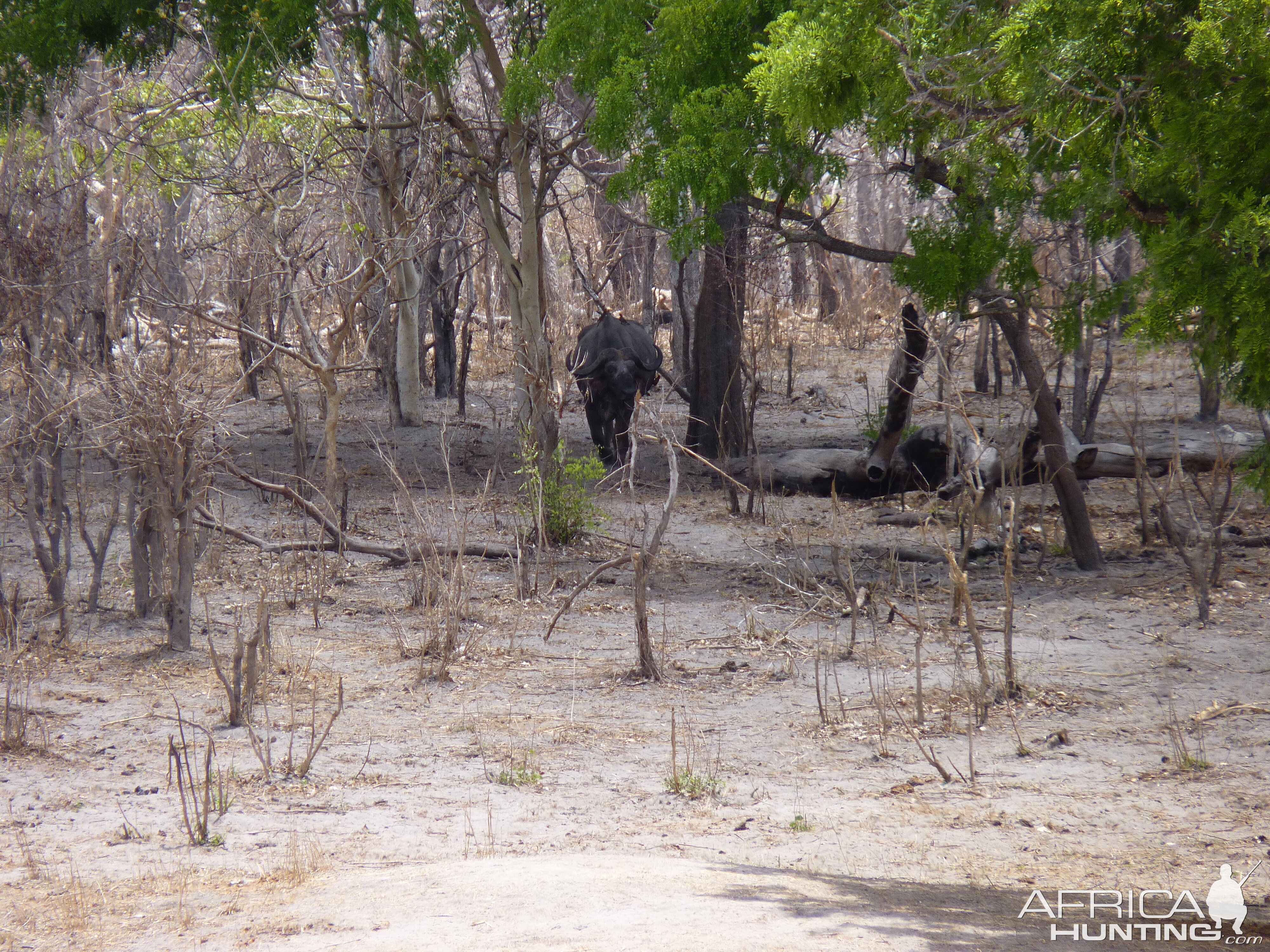 Cape Buffalo in Tanzania