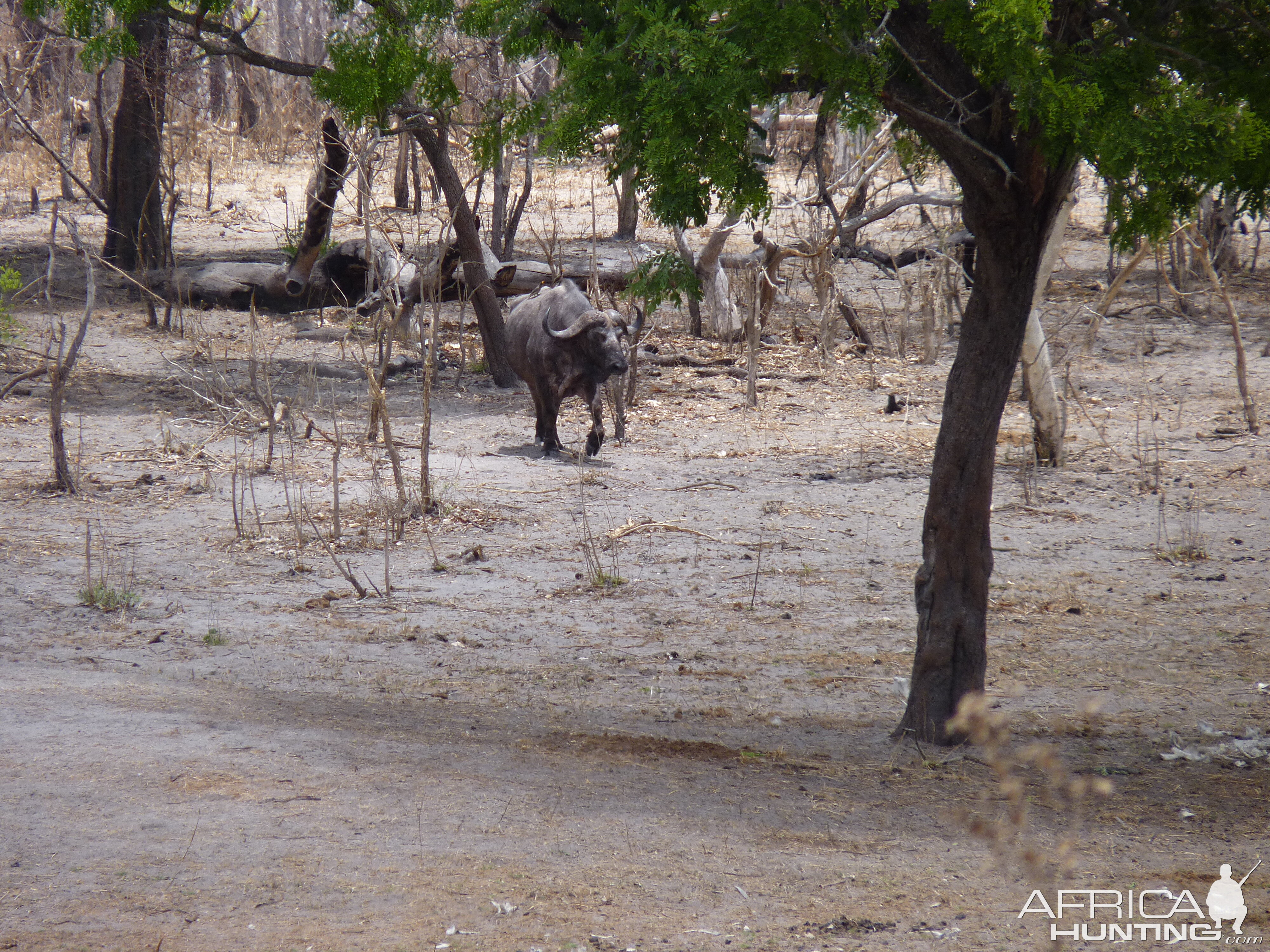 Cape Buffalo in Tanzania