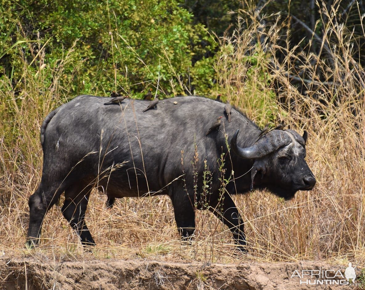 Cape Buffalo in Tanzania