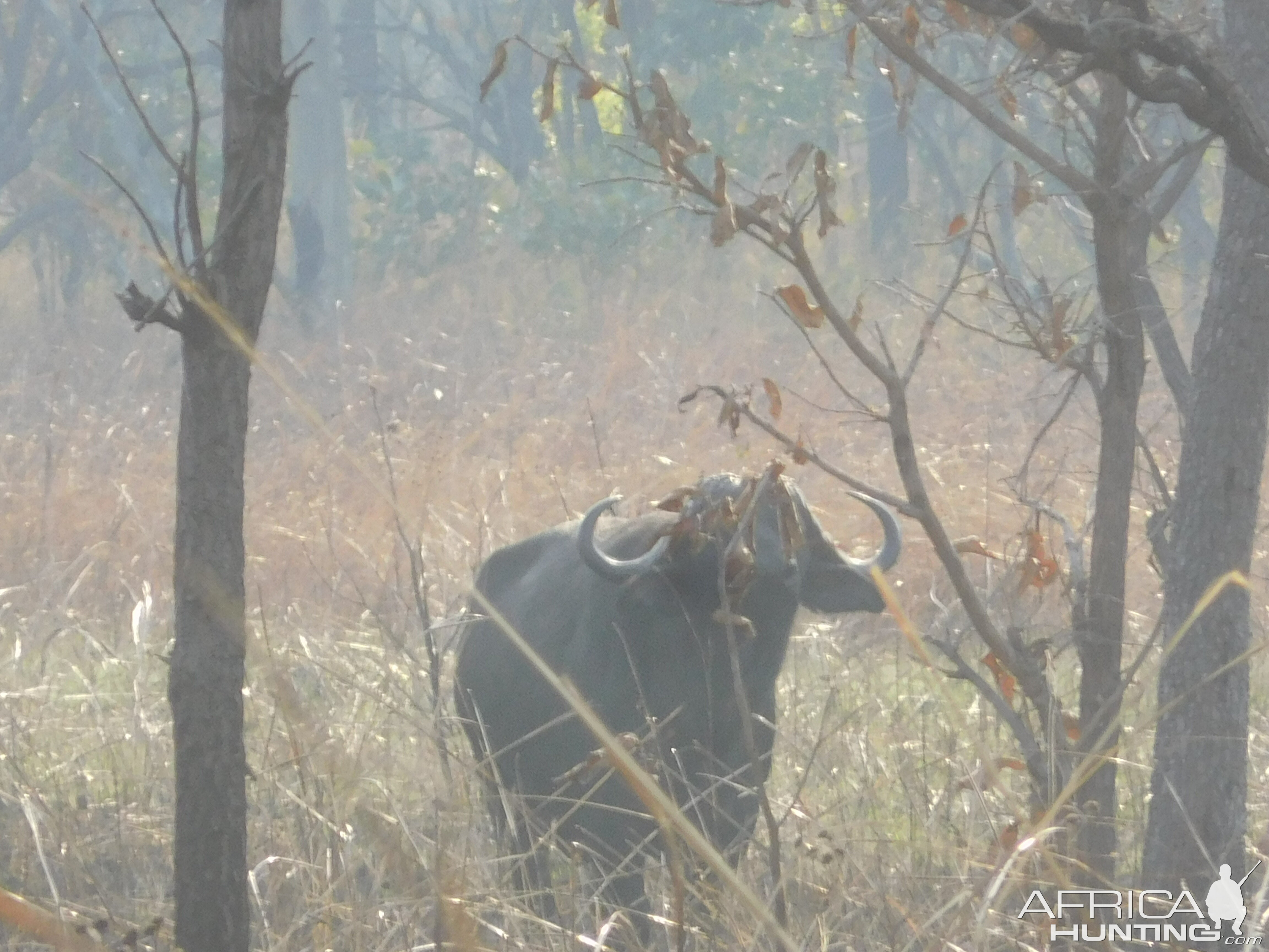 Cape Buffalo in Tanzania