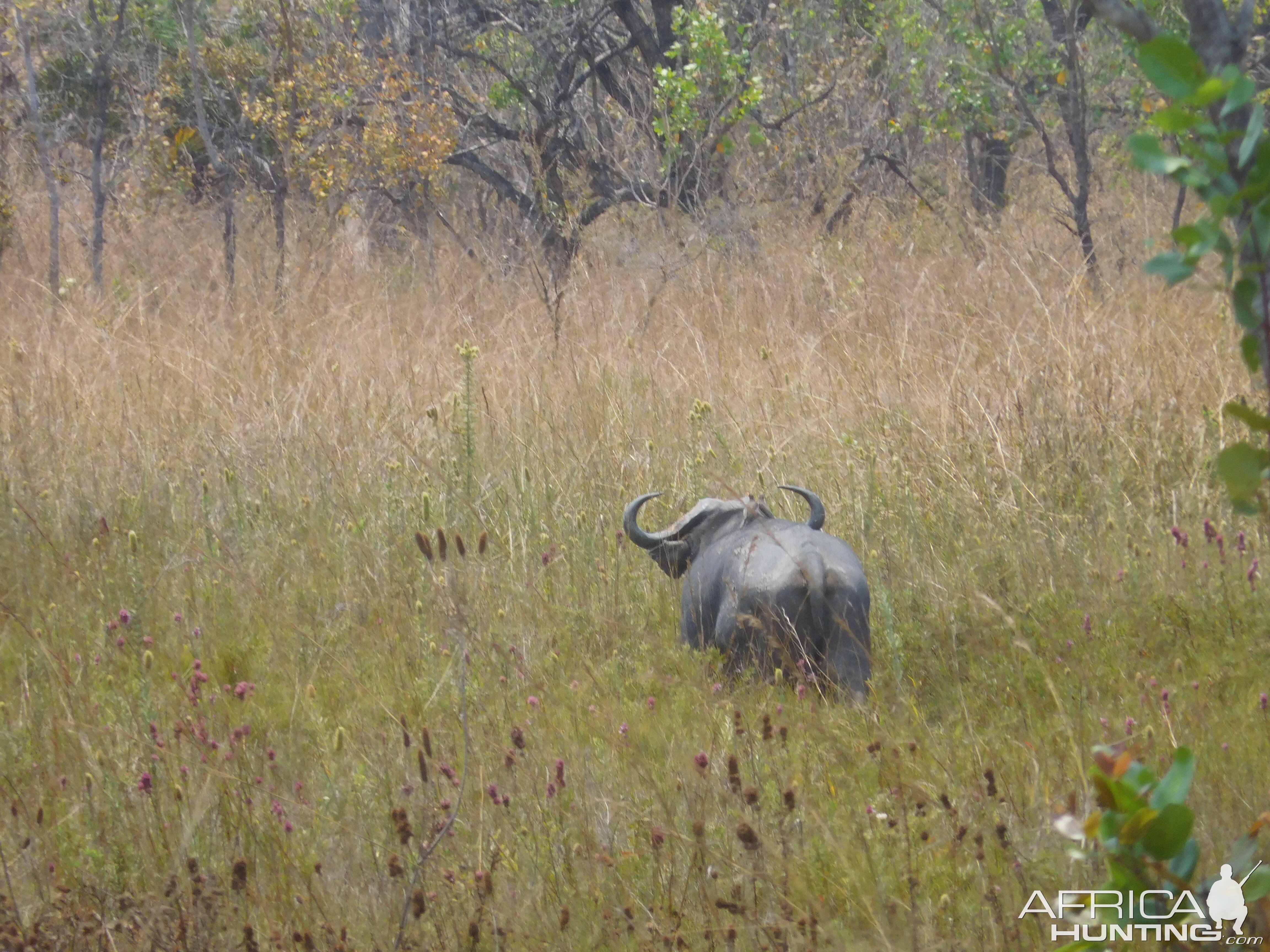 Cape Buffalo  in Tanzania