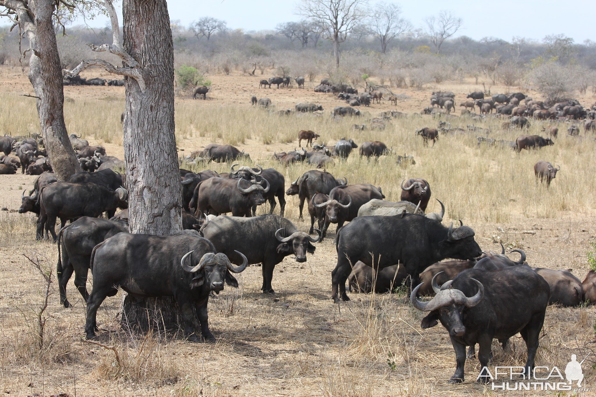 Cape Buffalo in the Kruger National Park South Africa