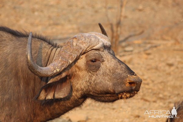 Cape Buffalo in the Sidinda Conservancy Zimbabwe