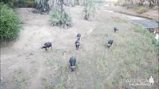 Cape Buffalo in the Sidinda Conservancy Zimbabwe