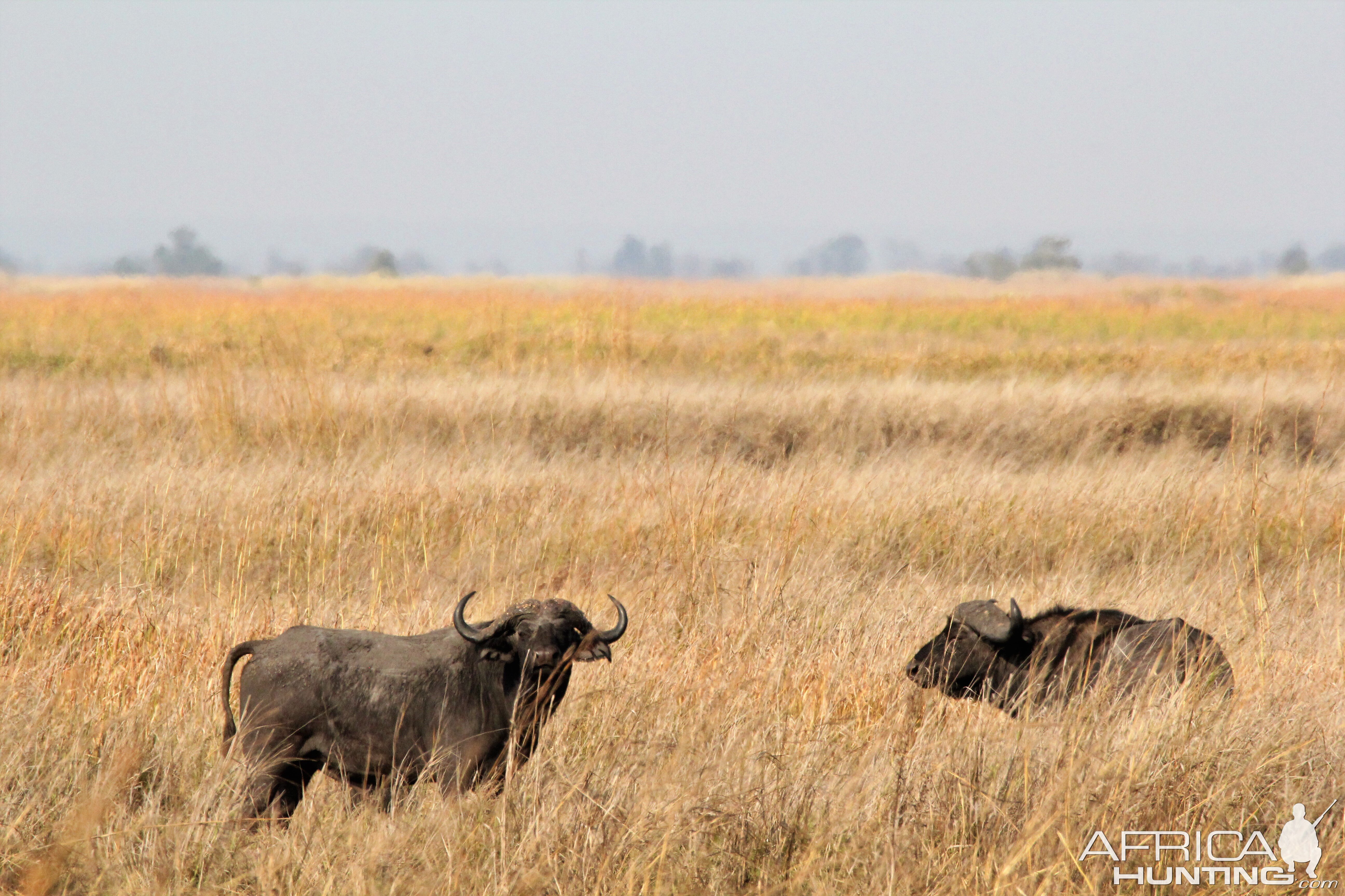 Cape Buffalo in Zambia