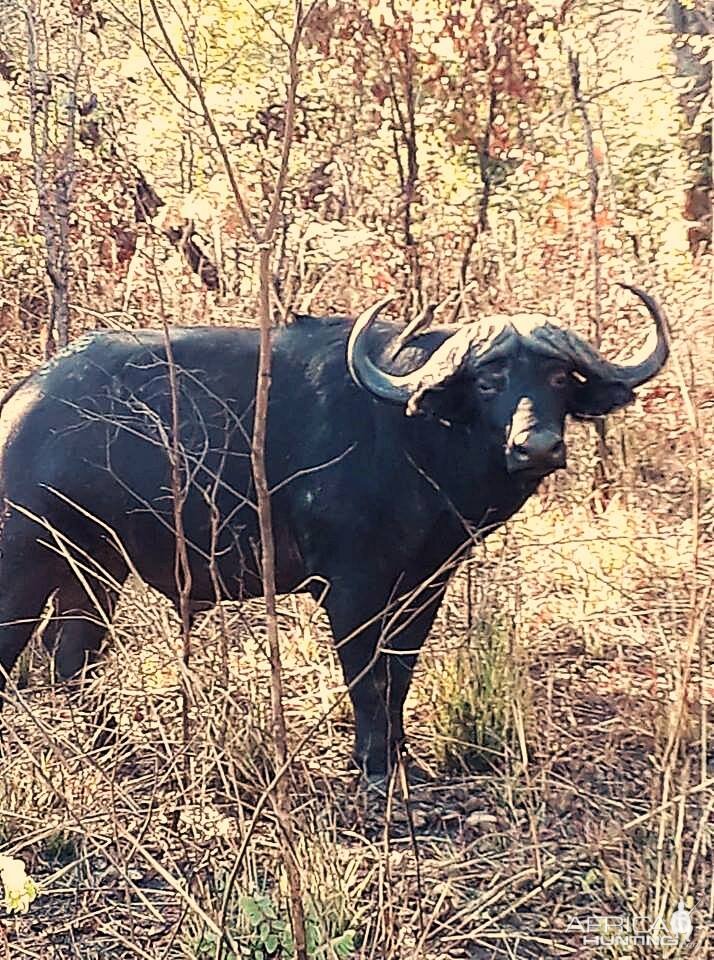 Cape Buffalo in Zambia