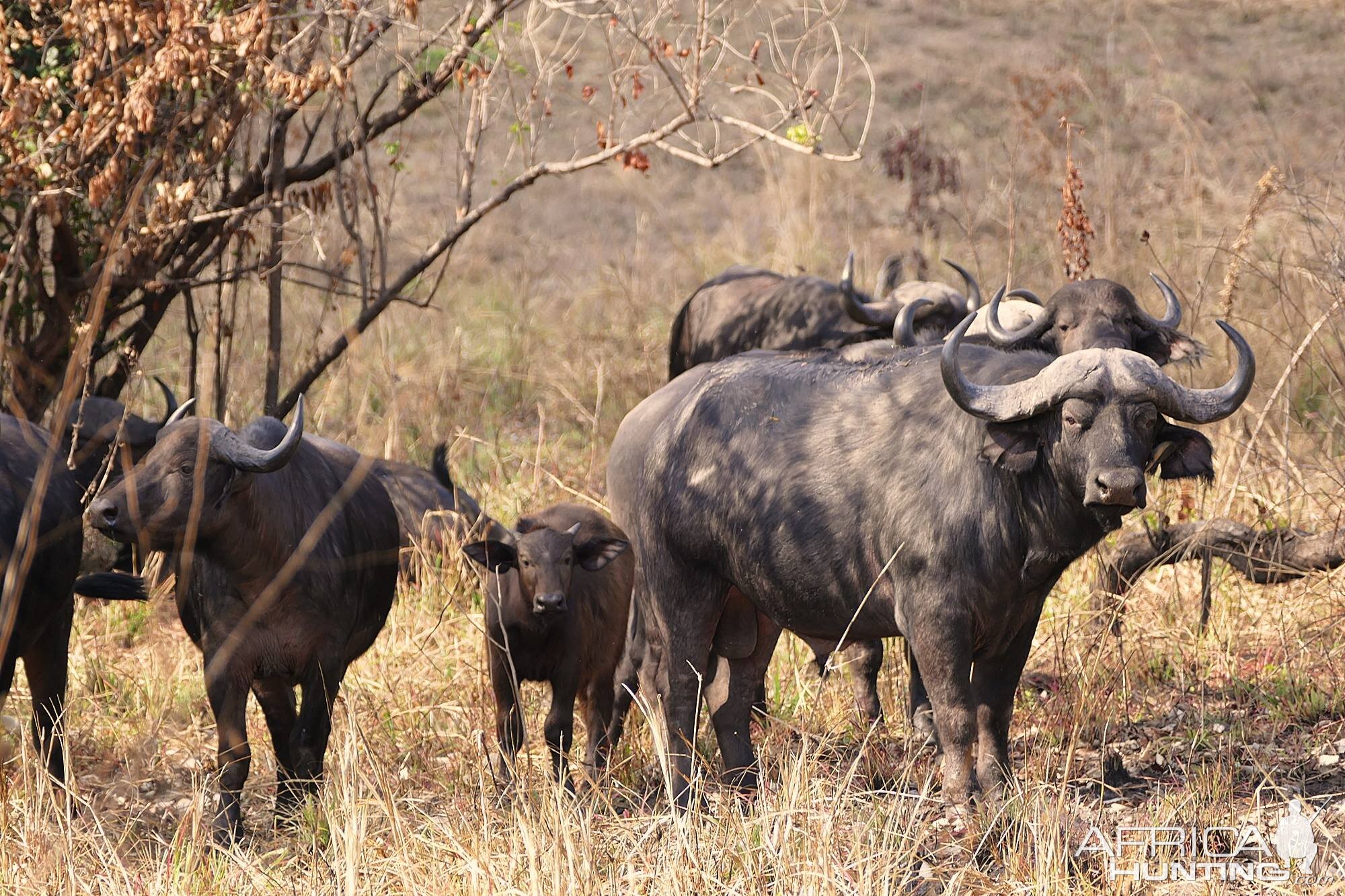 Cape Buffalo in Zambia