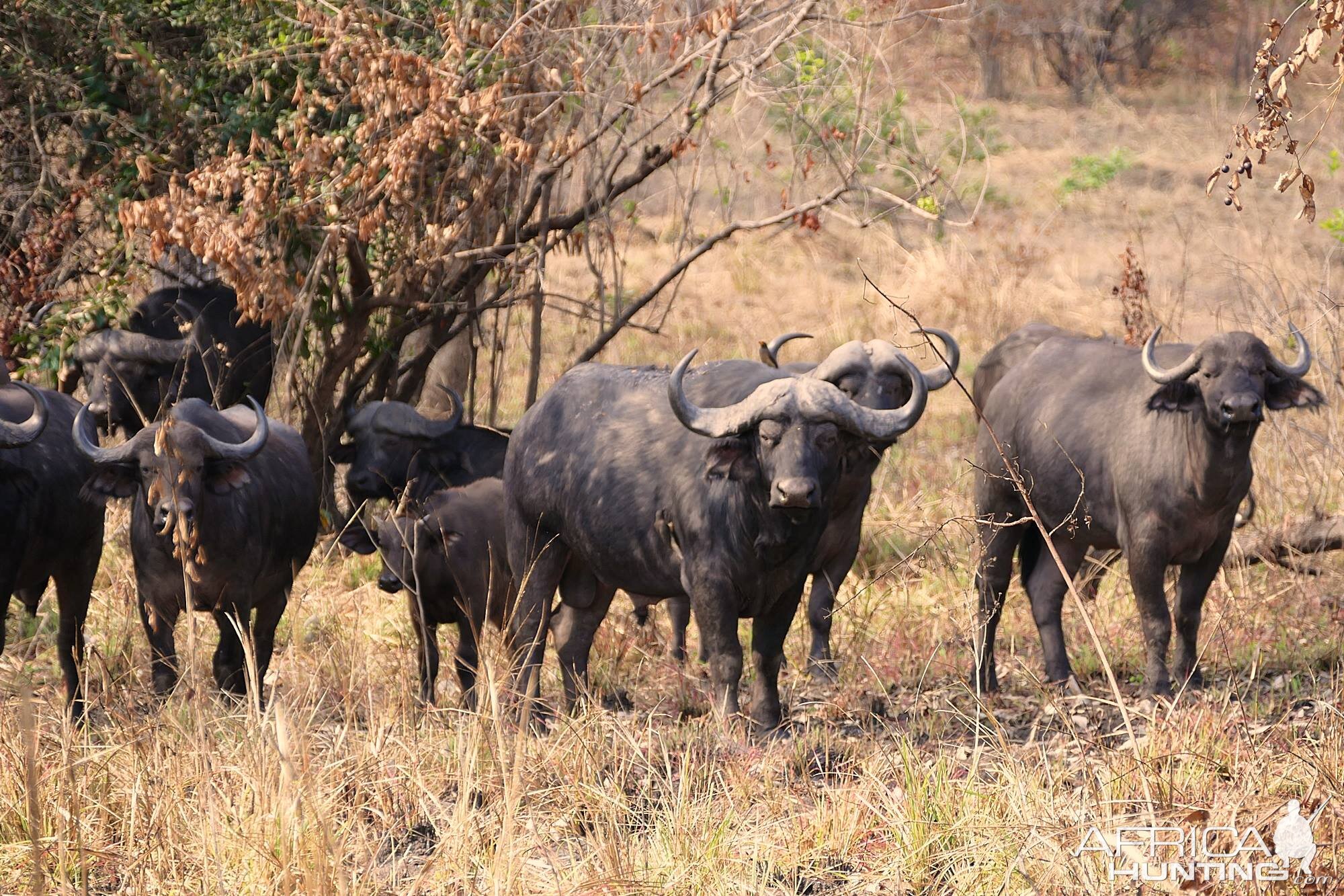 Cape Buffalo in Zambia