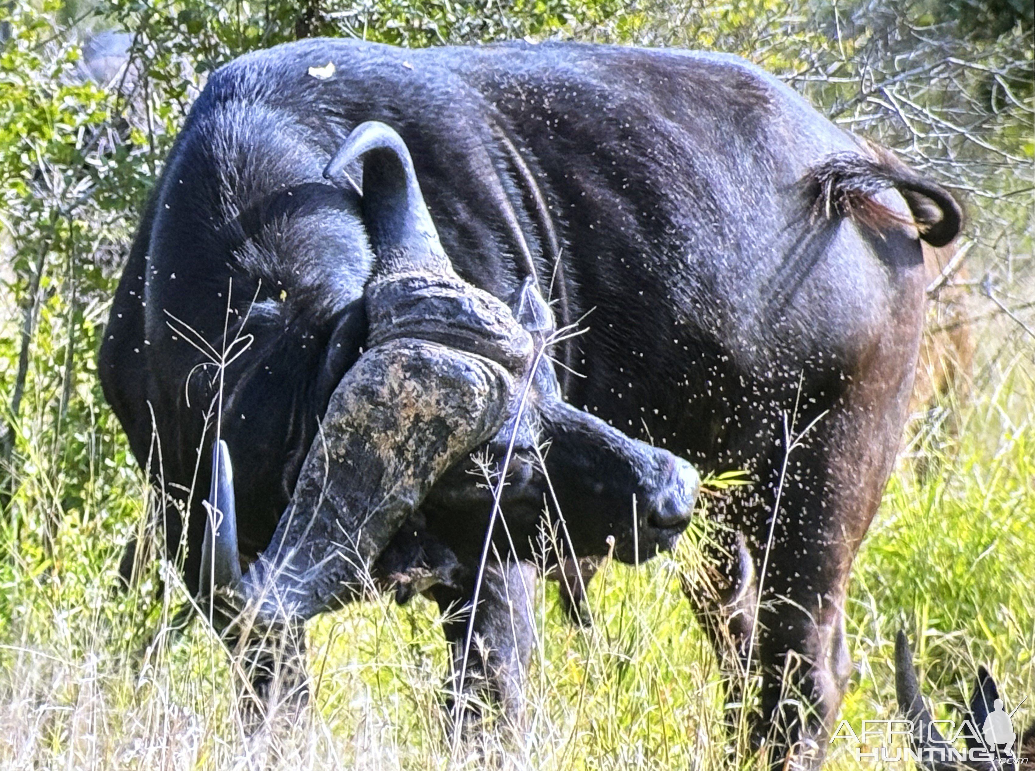 Cape Buffalo Kruger National Park South Africa