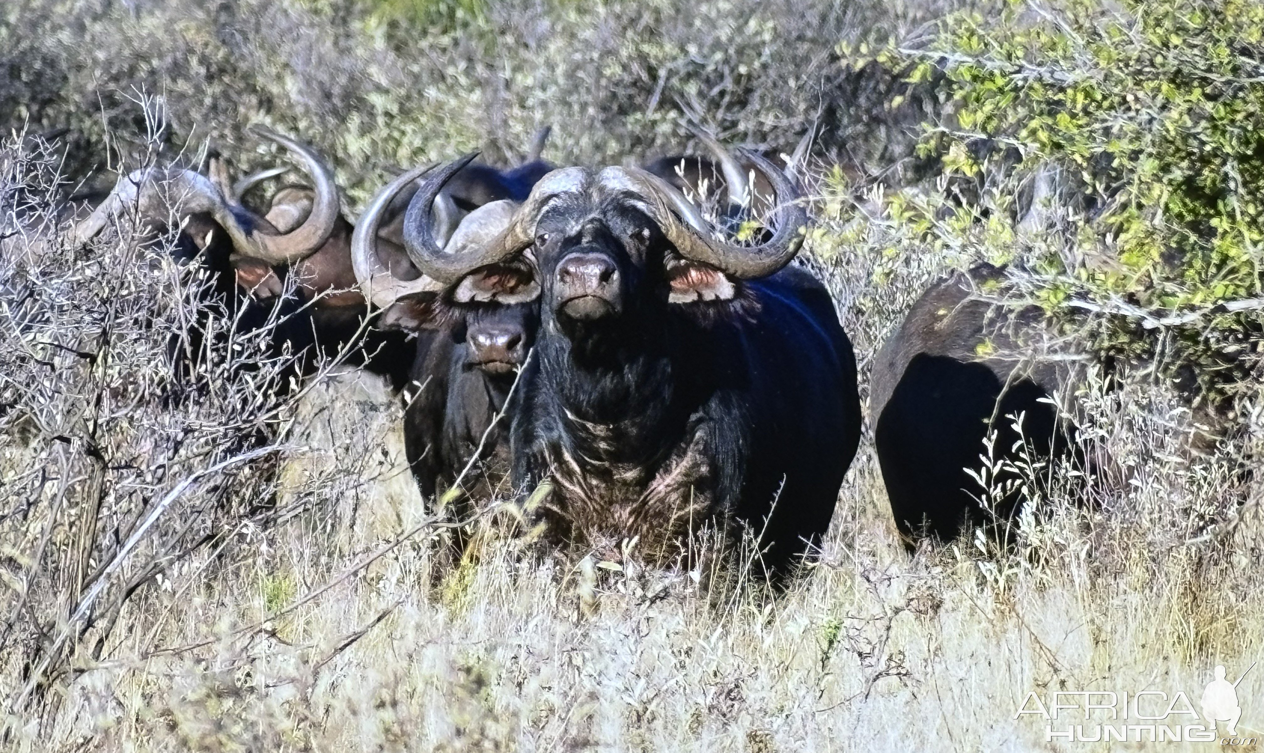 Cape Buffalo Kruger National Park South Africa