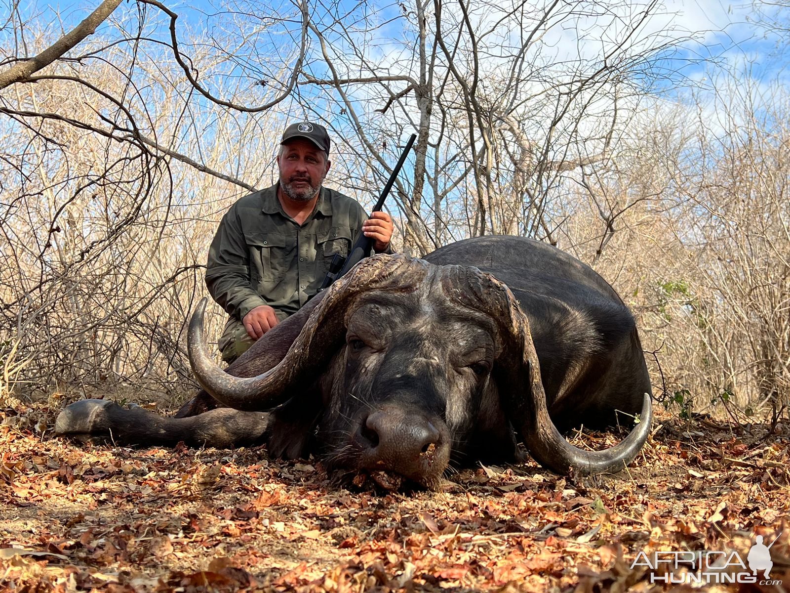 Cape Buffalo, Kwalata Safaris