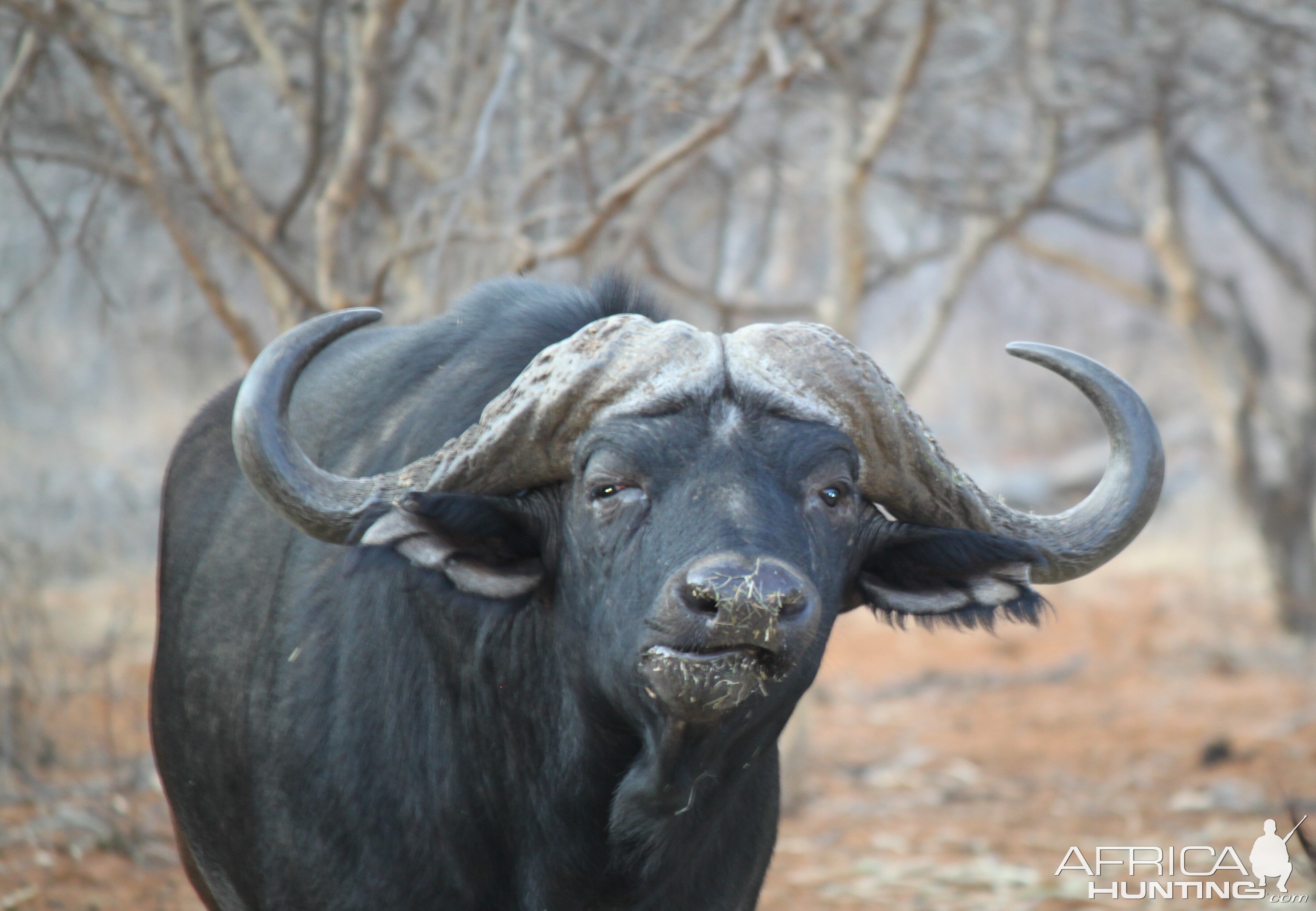 Cape Buffalo Limcroma Safaris