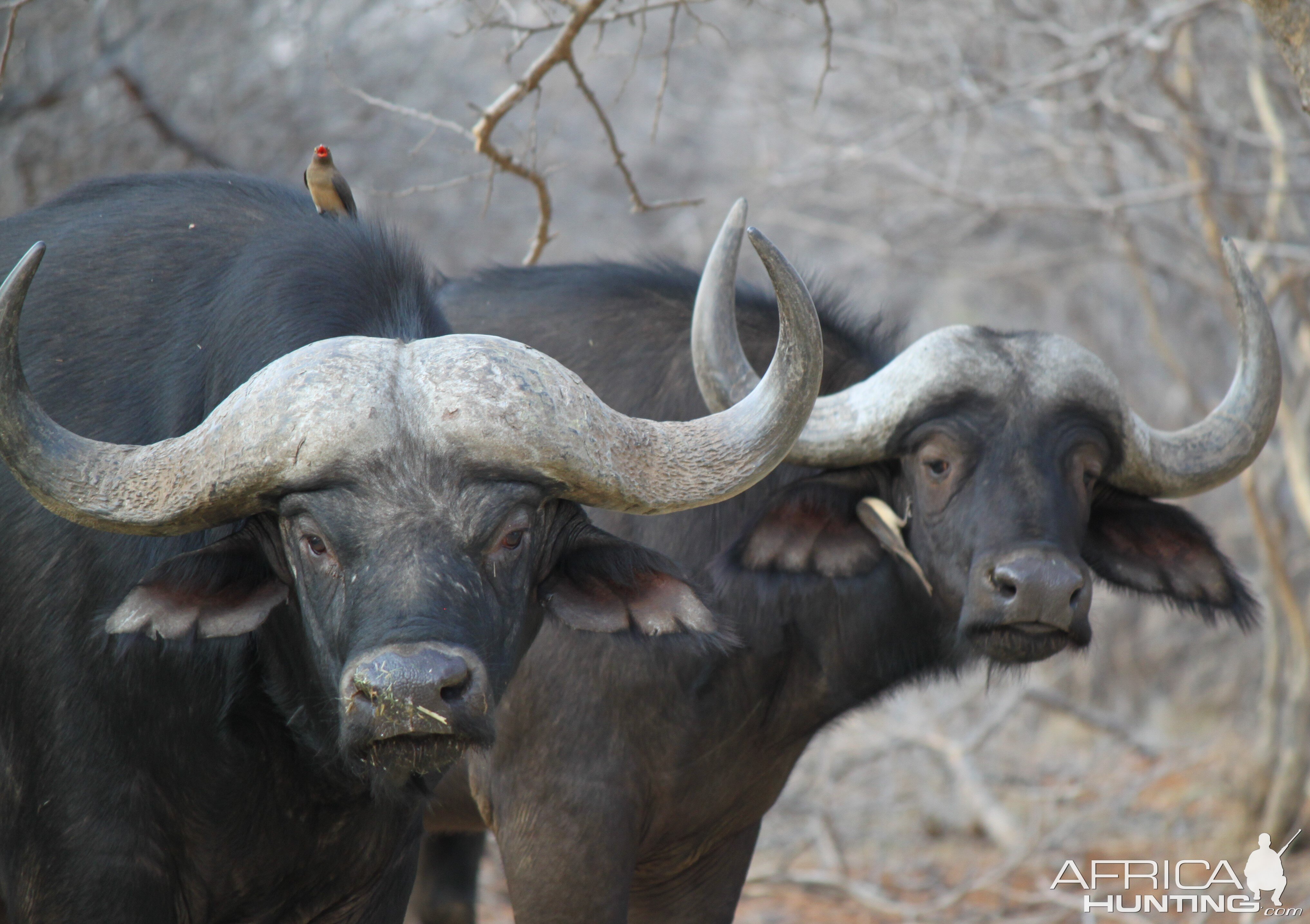 Cape Buffalo pair Limcroma Safaris