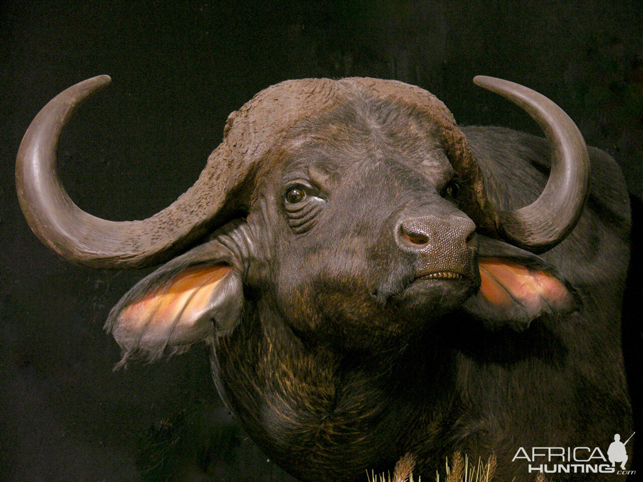 Cape Buffalo Pedestal Mount Taxidermy