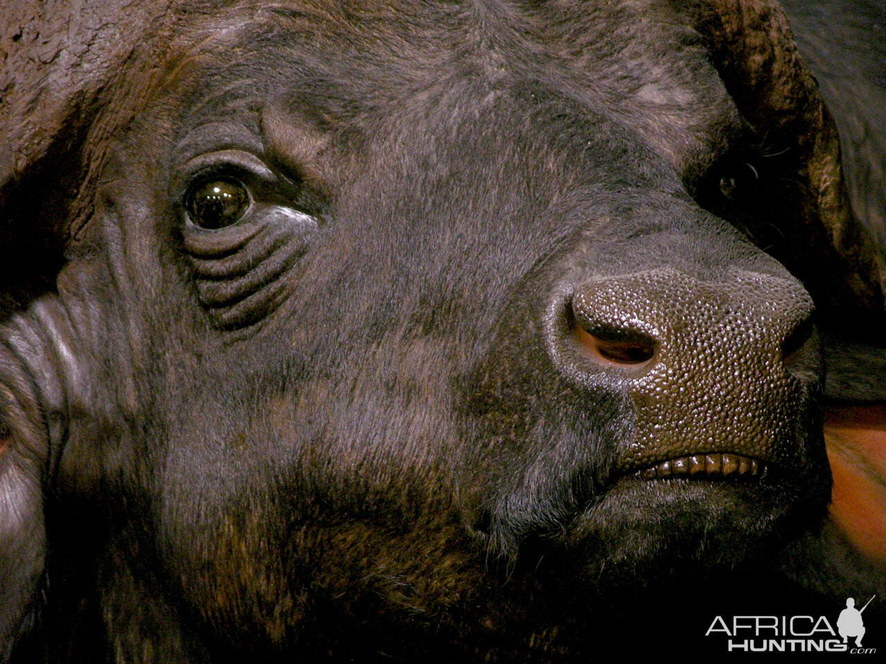 Cape Buffalo Pedestal Mount Taxidermy