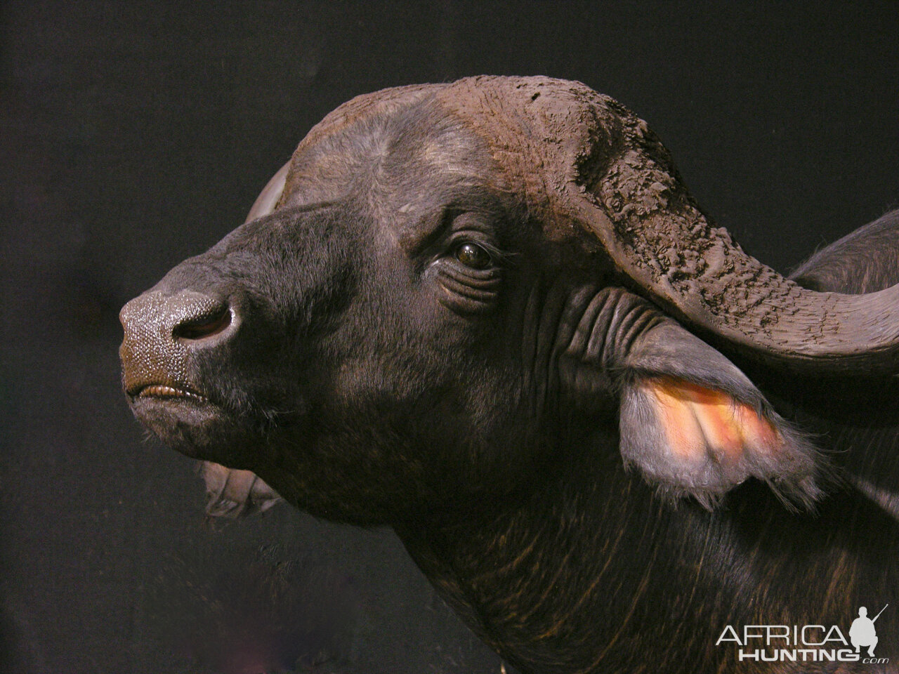 Cape Buffalo Pedestal Mount Taxidermy