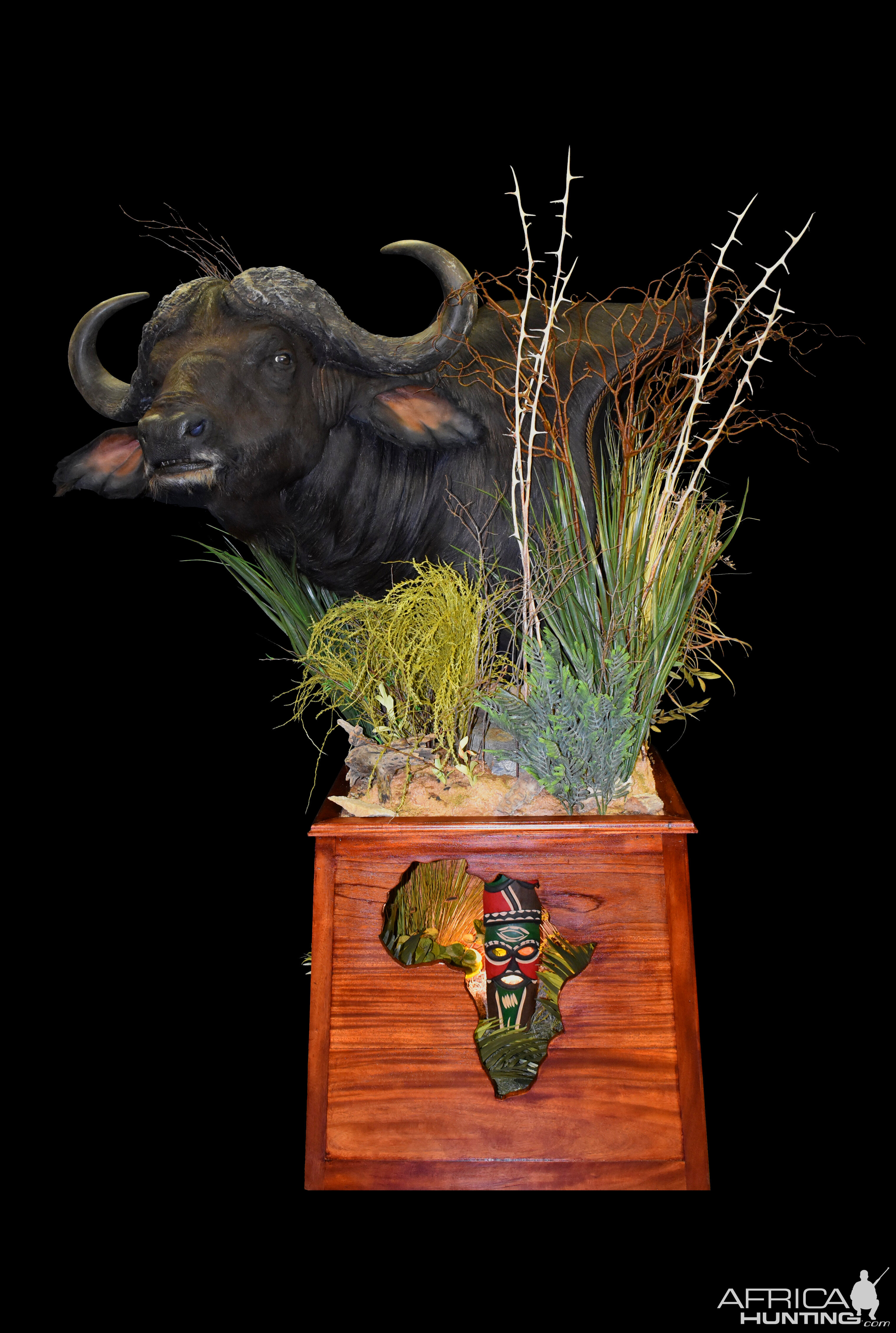 Cape Buffalo Shoulder Mount Pedestal Taxidermy