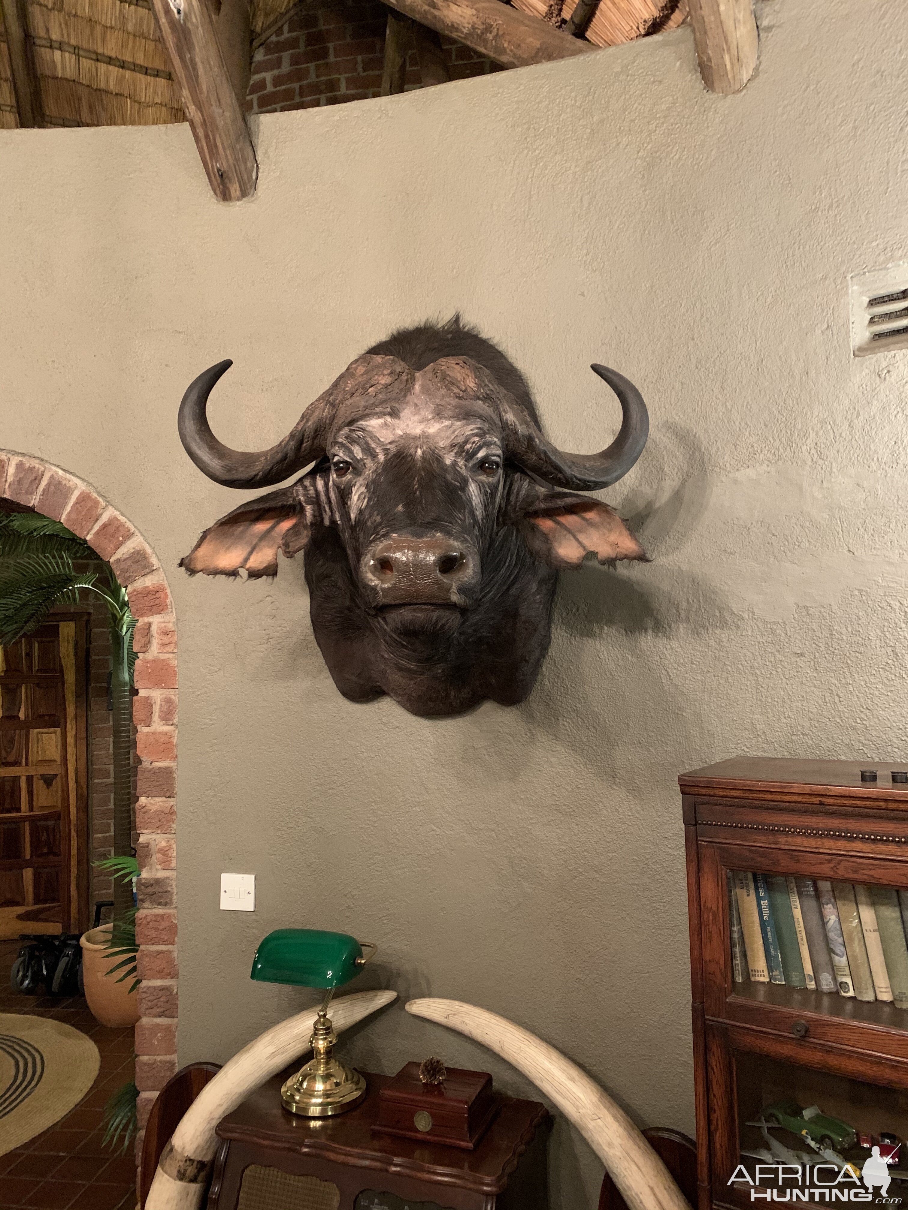 Cape Buffalo Shoulder Mount Taxidermy