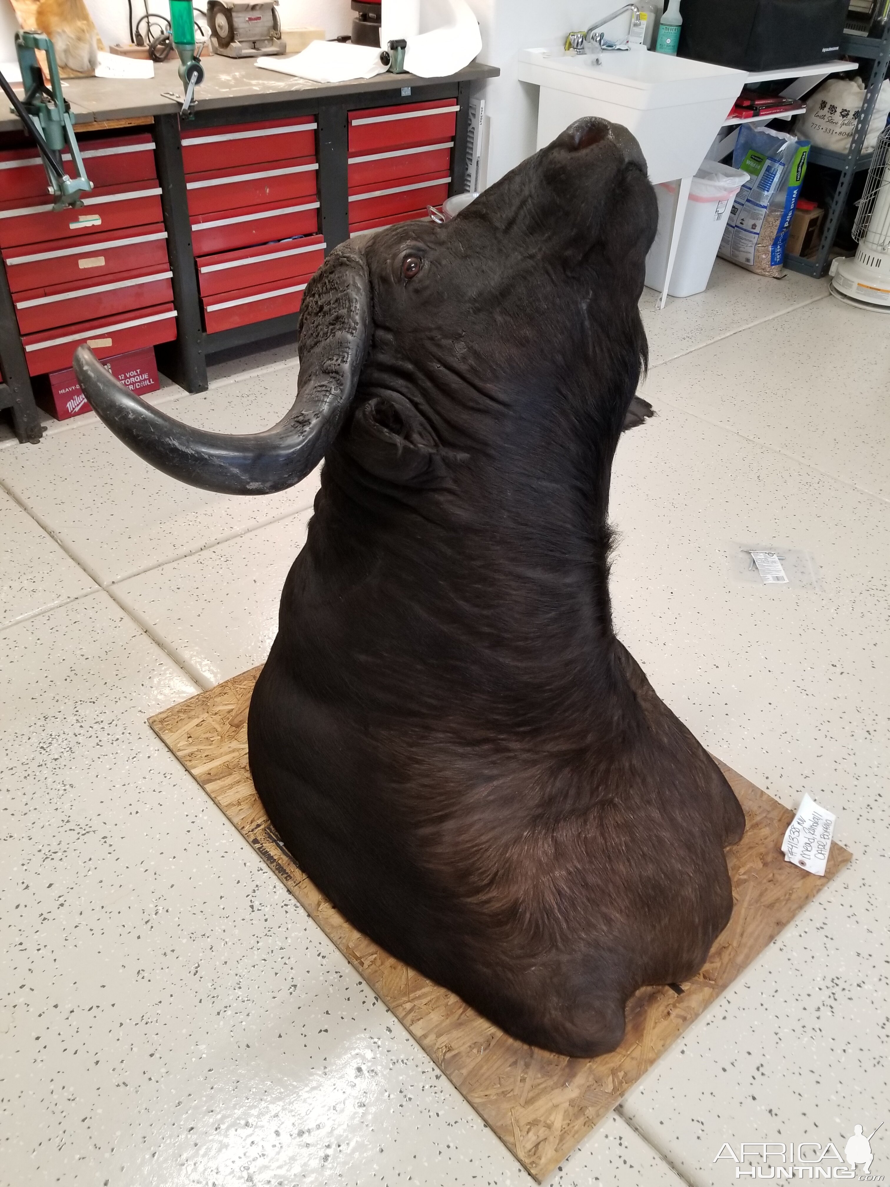 Cape Buffalo Shoulder Mount Taxidermy