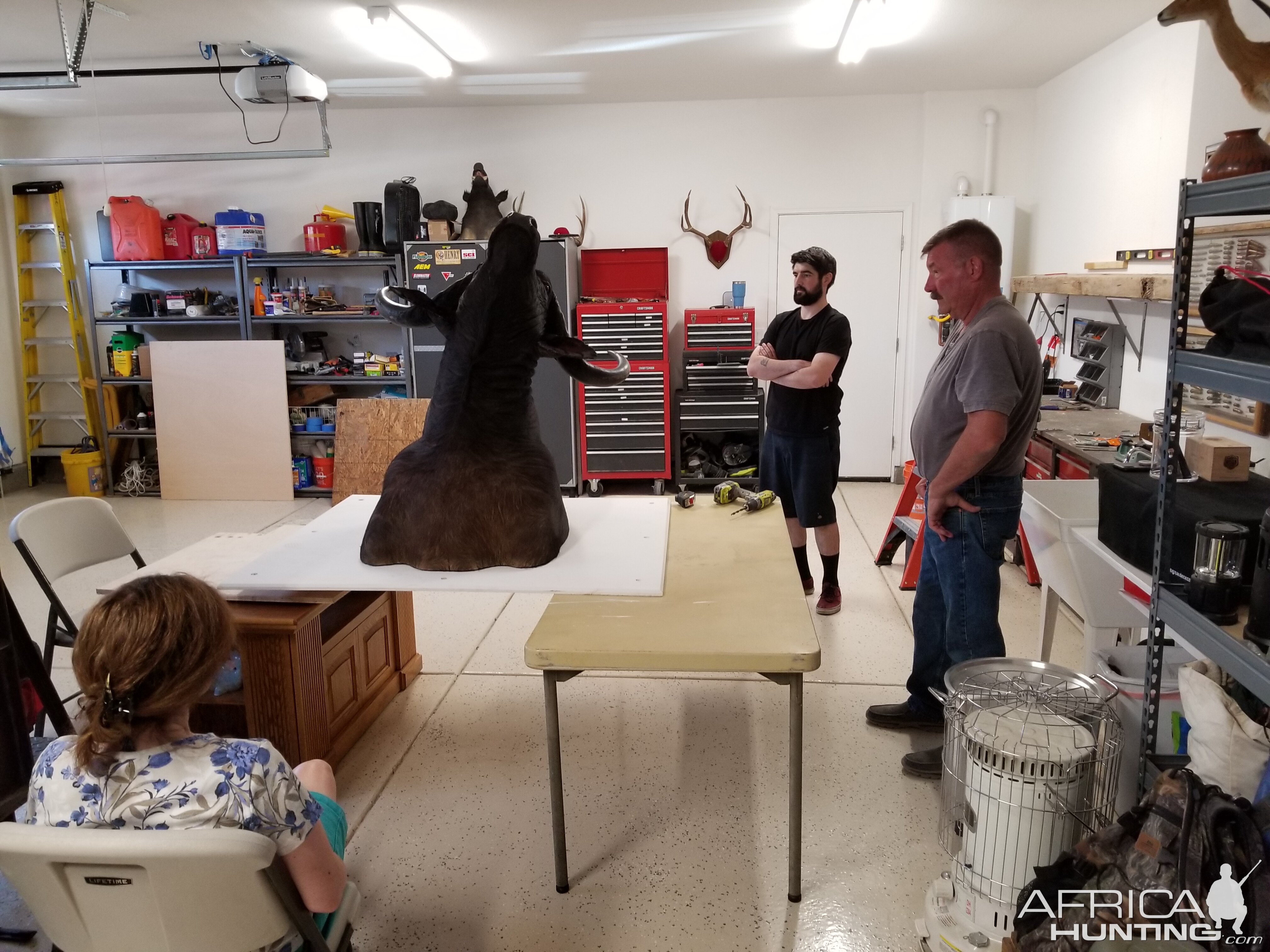 Cape Buffalo Shoulder Mount Taxidermy