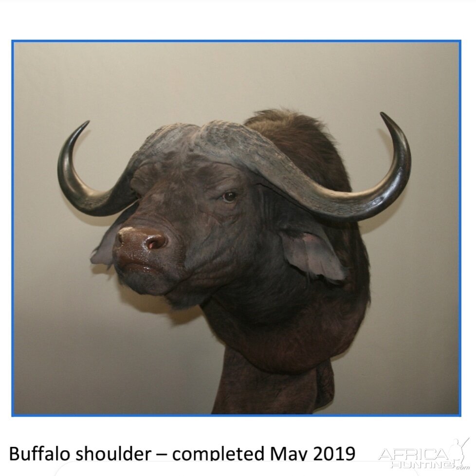 Cape Buffalo Shoulder Mount Taxidermy