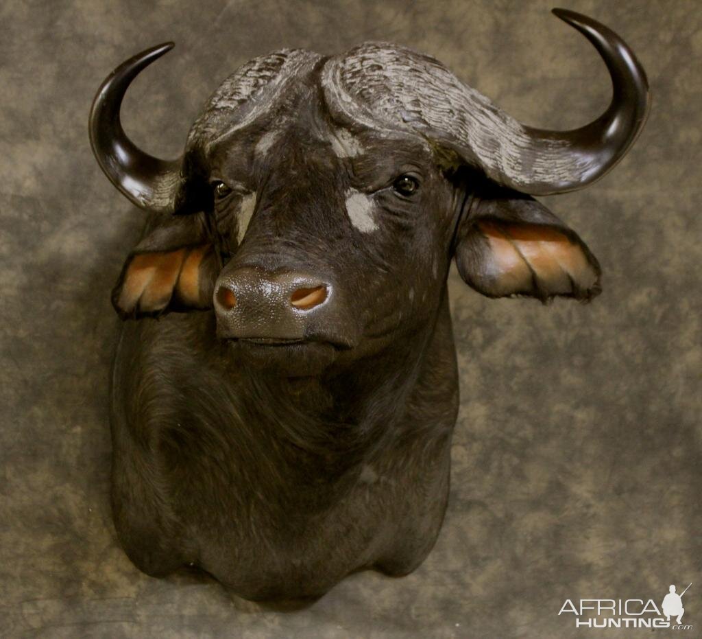 Cape Buffalo Shoulder Mount Taxidermy