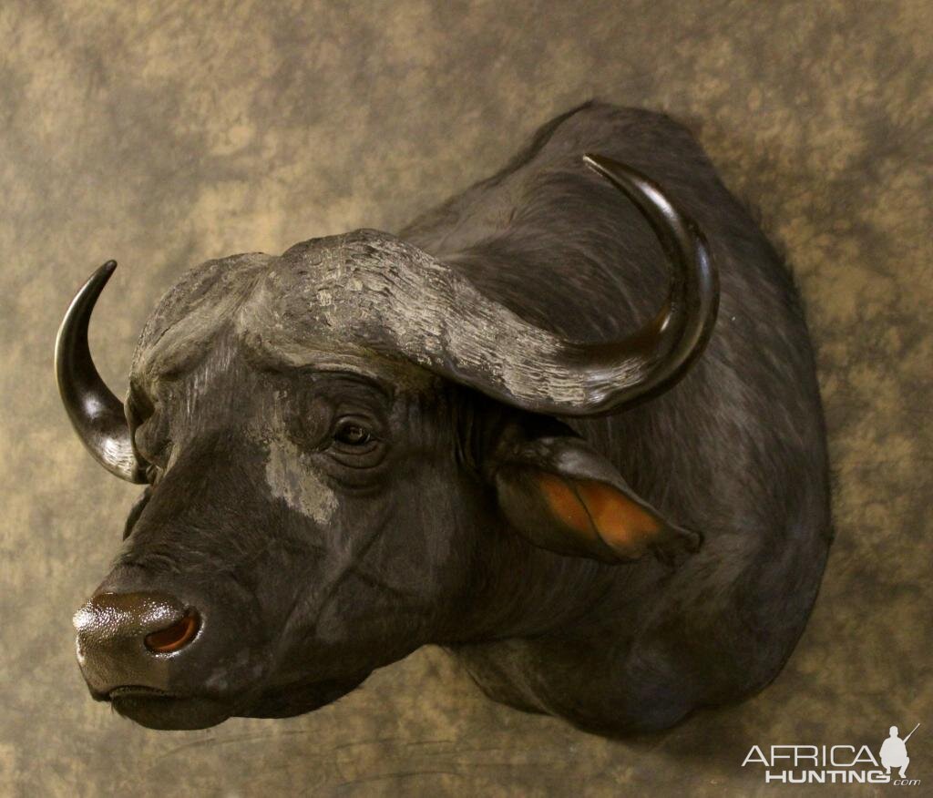 Cape Buffalo Shoulder Mount Taxidermy