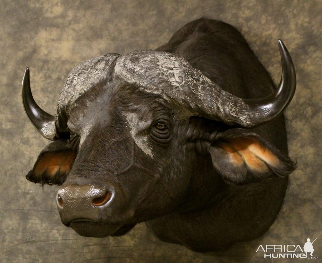 Cape Buffalo Shoulder Mount Taxidermy