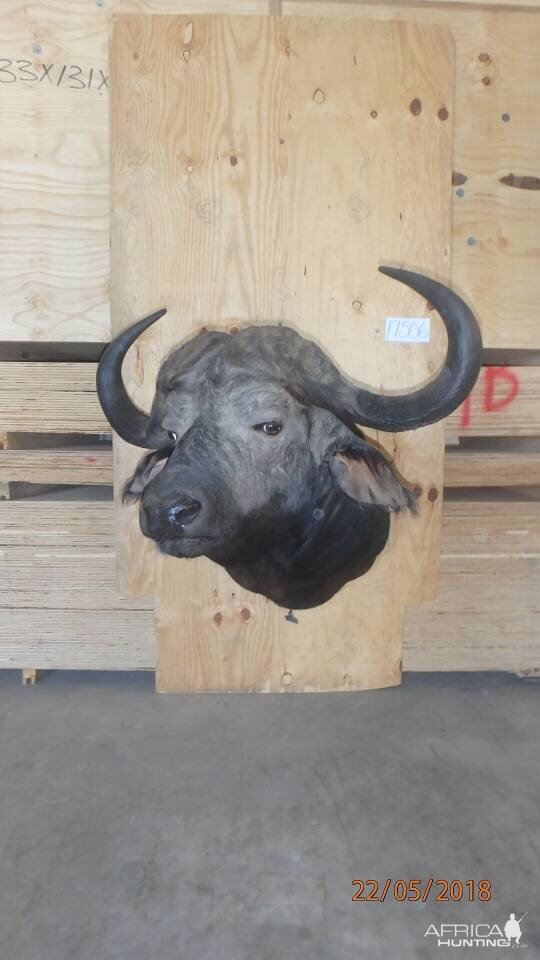 Cape Buffalo Shoulder Mount Taxidermy