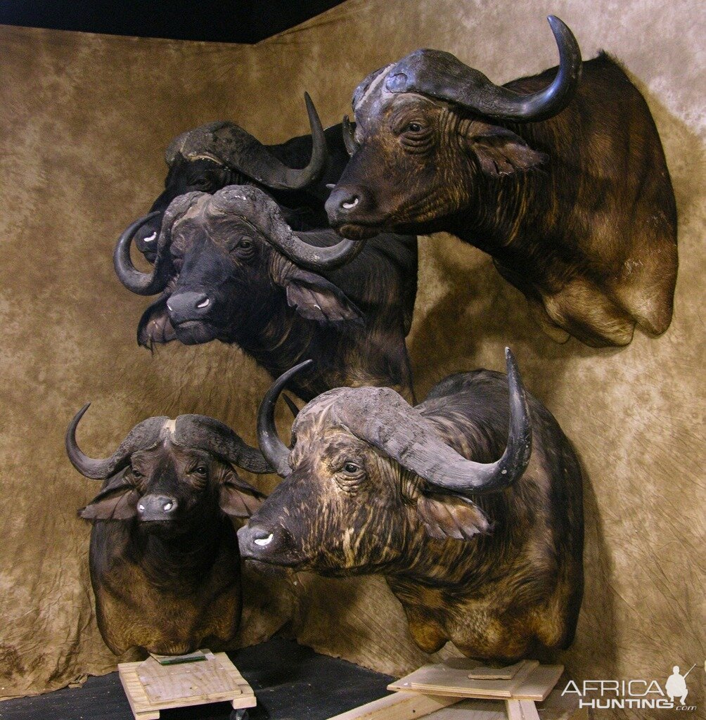 Cape Buffalo Shoulder Mount Taxidermy