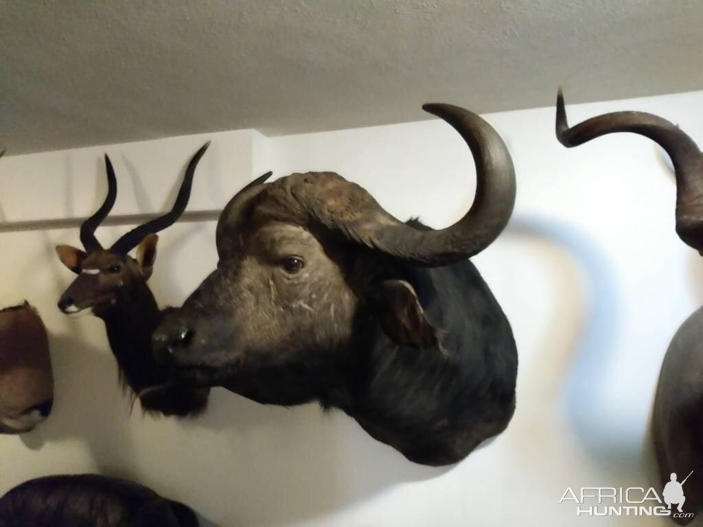 Cape Buffalo Shoulder Mount Taxidermy