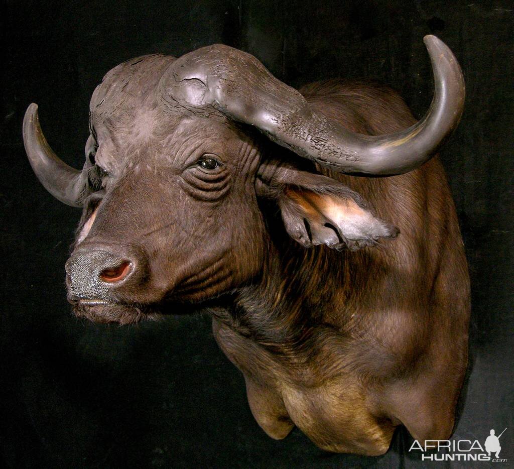 Cape Buffalo Shoulder Mount Taxidermy