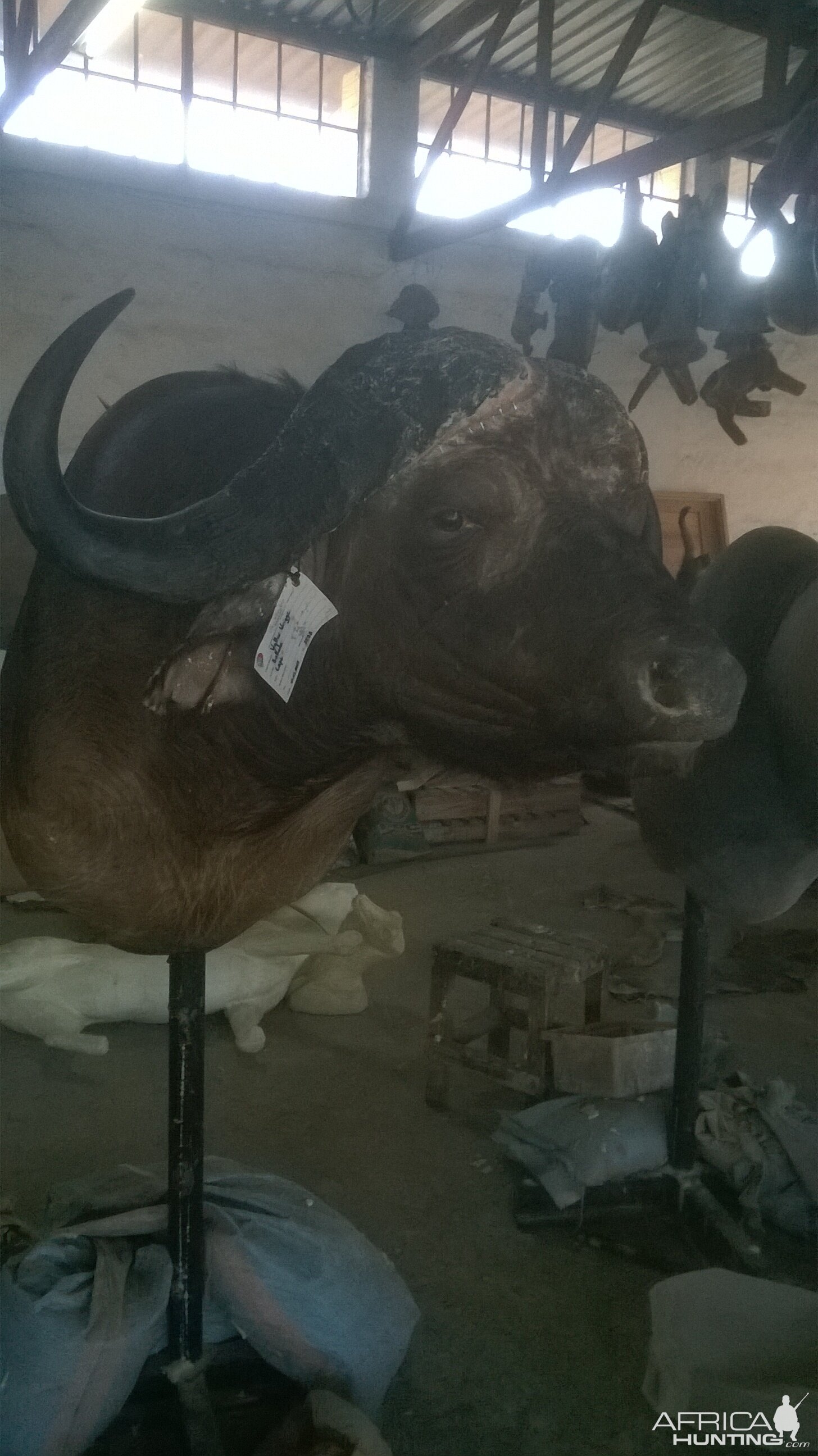 Cape Buffalo Shoulder Mount Taxidermy