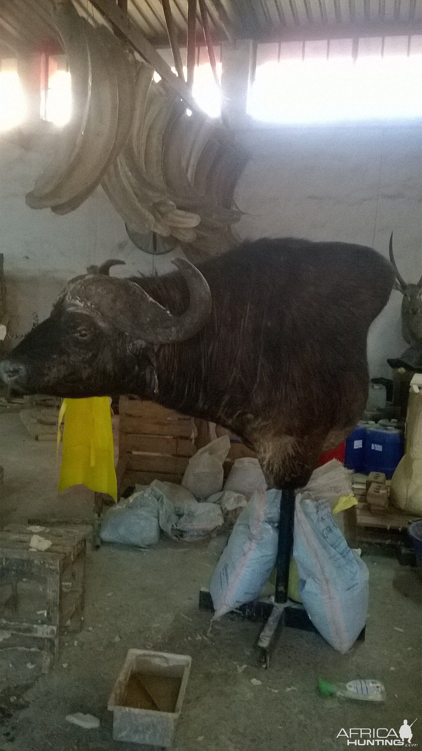 Cape Buffalo Shoulder Mount Taxidermy