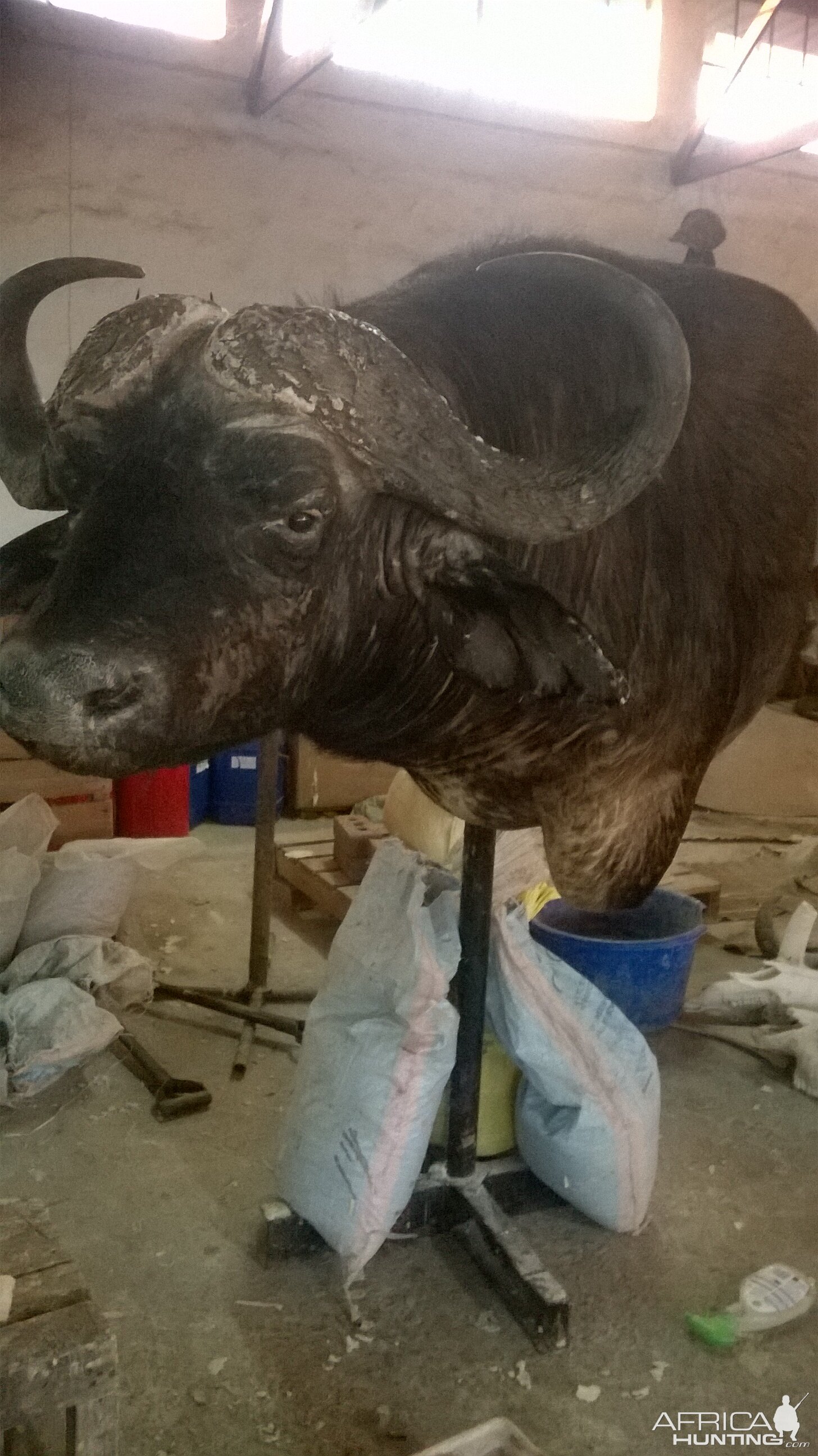 Cape Buffalo Shoulder Mount Taxidermy