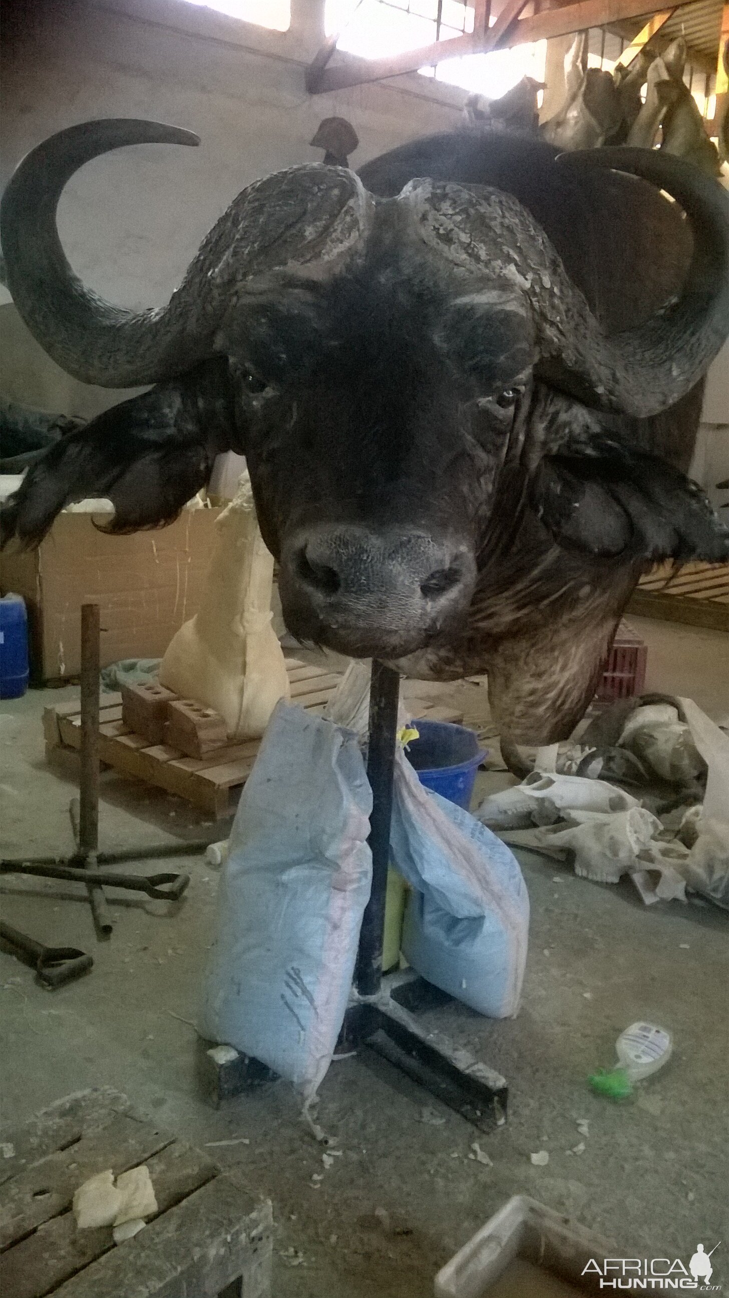 Cape Buffalo Shoulder Mount Taxidermy