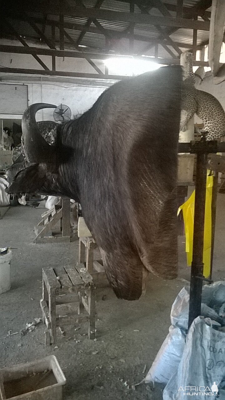 Cape Buffalo Shoulder Mount Taxidermy