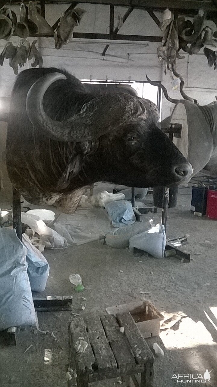 Cape Buffalo Shoulder Mount Taxidermy