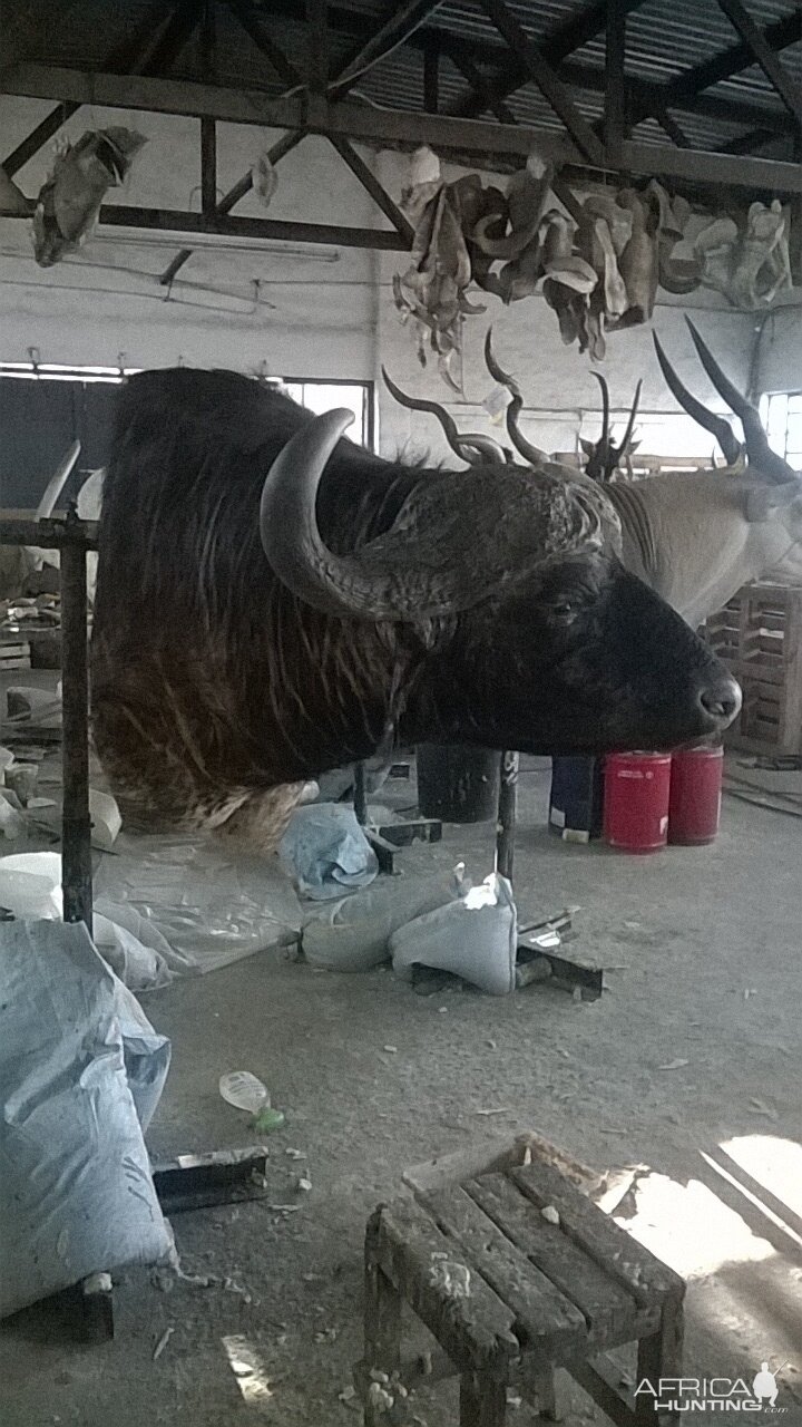 Cape Buffalo Shoulder Mount Taxidermy