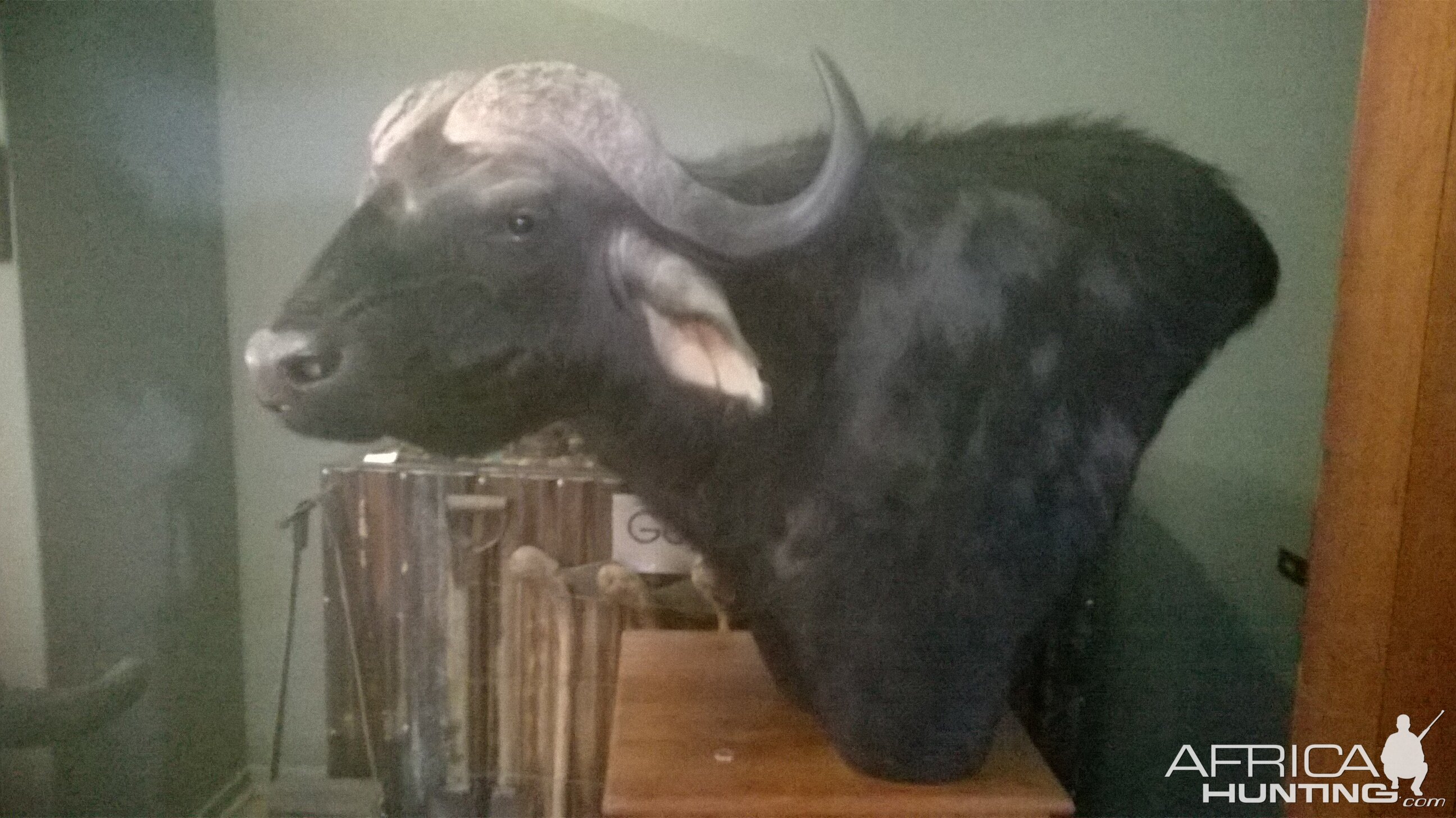 Cape Buffalo Shoulder Mount Taxidermy