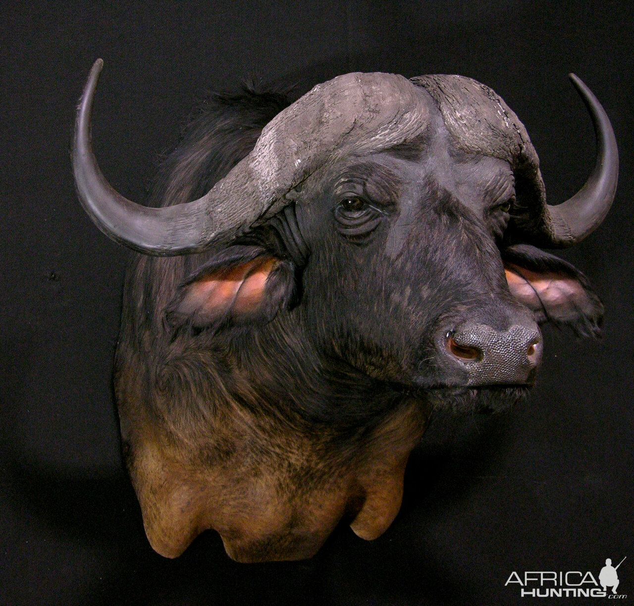 Cape Buffalo Shoulder Mount Taxidermy