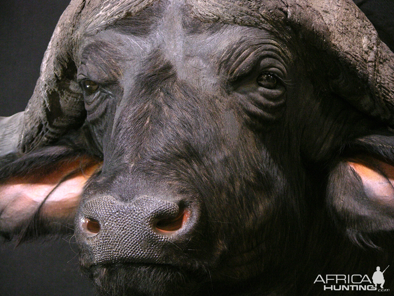 Cape Buffalo Shoulder Mount Taxidermy